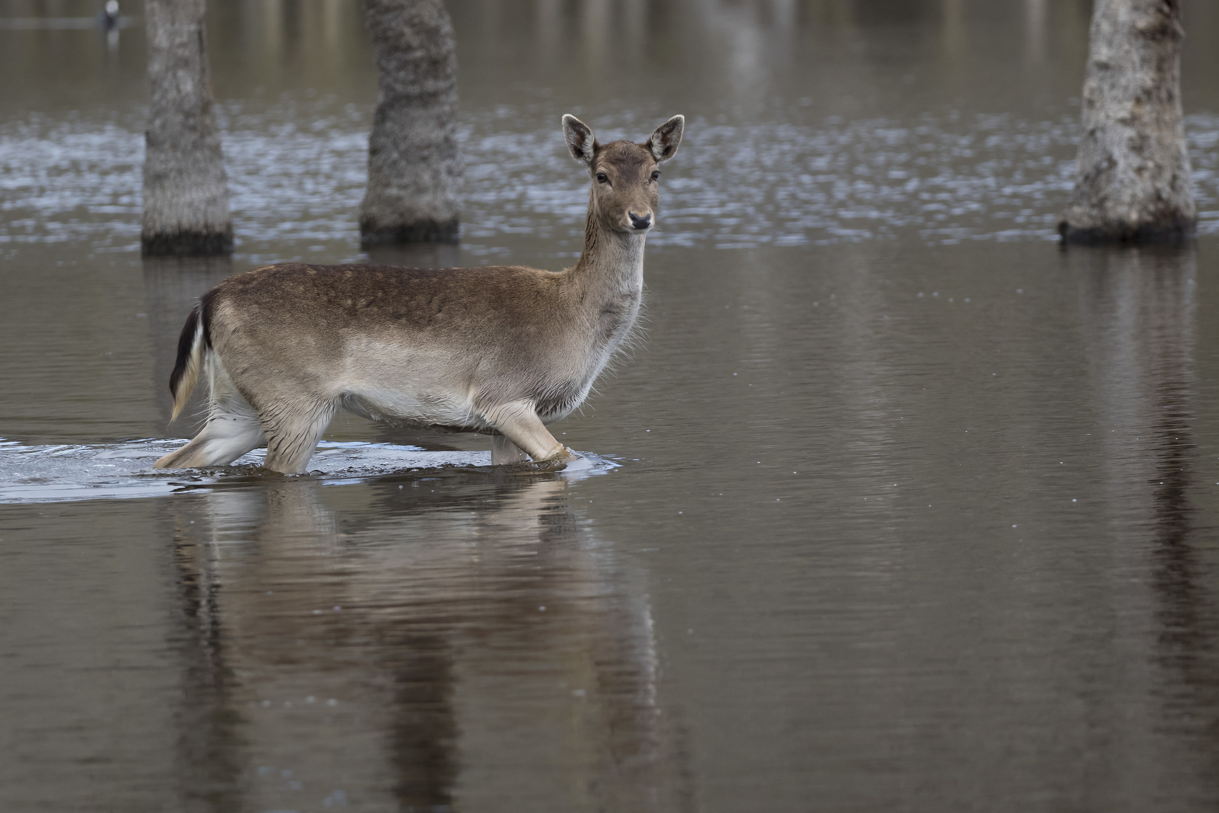 young fallow deer