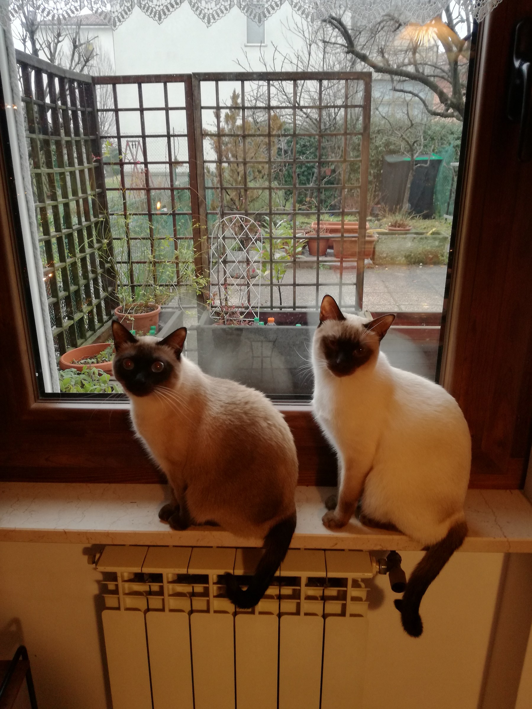 Bimba and Cesare thai cats