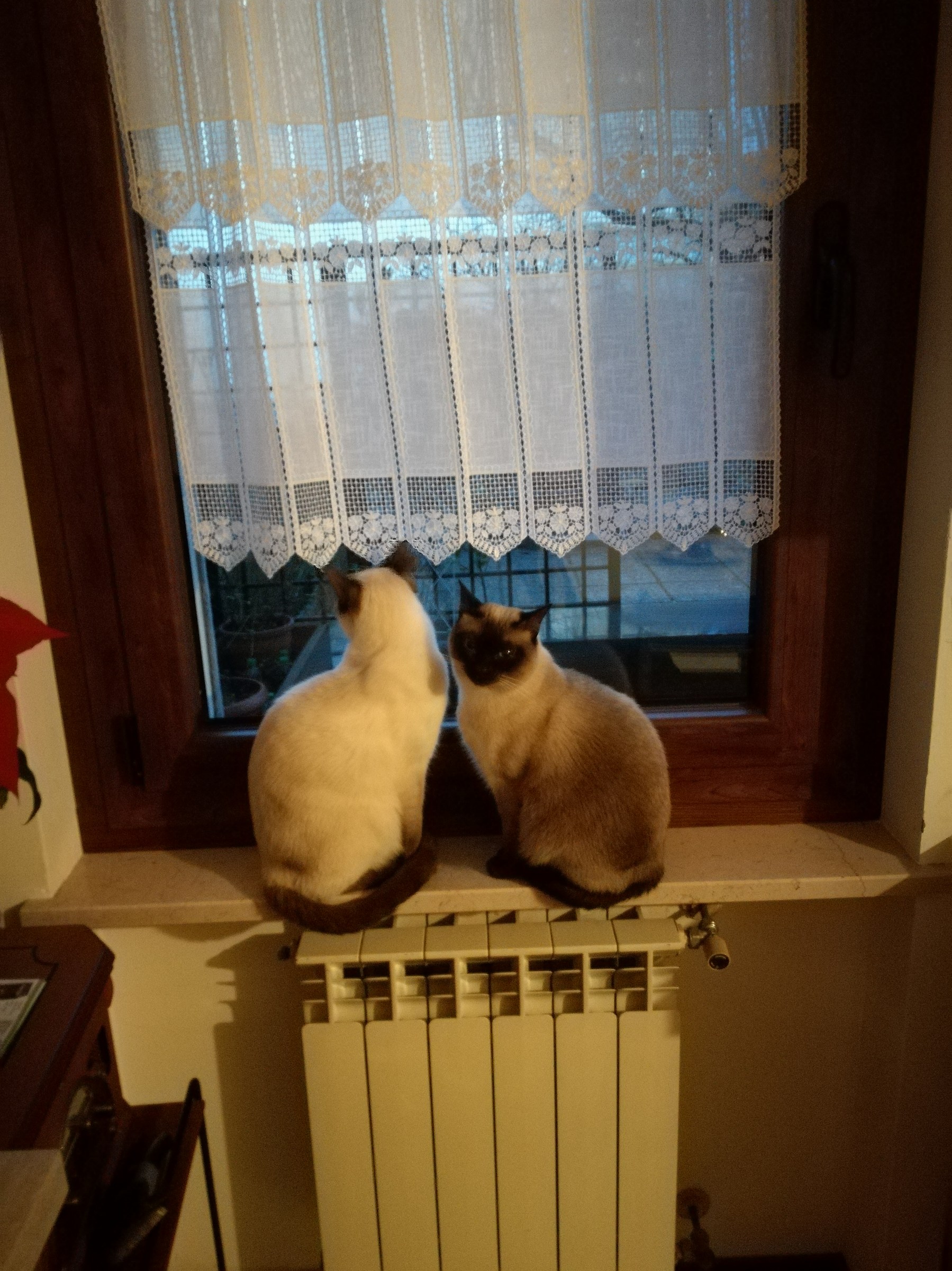 Cesare observes Bimba posing