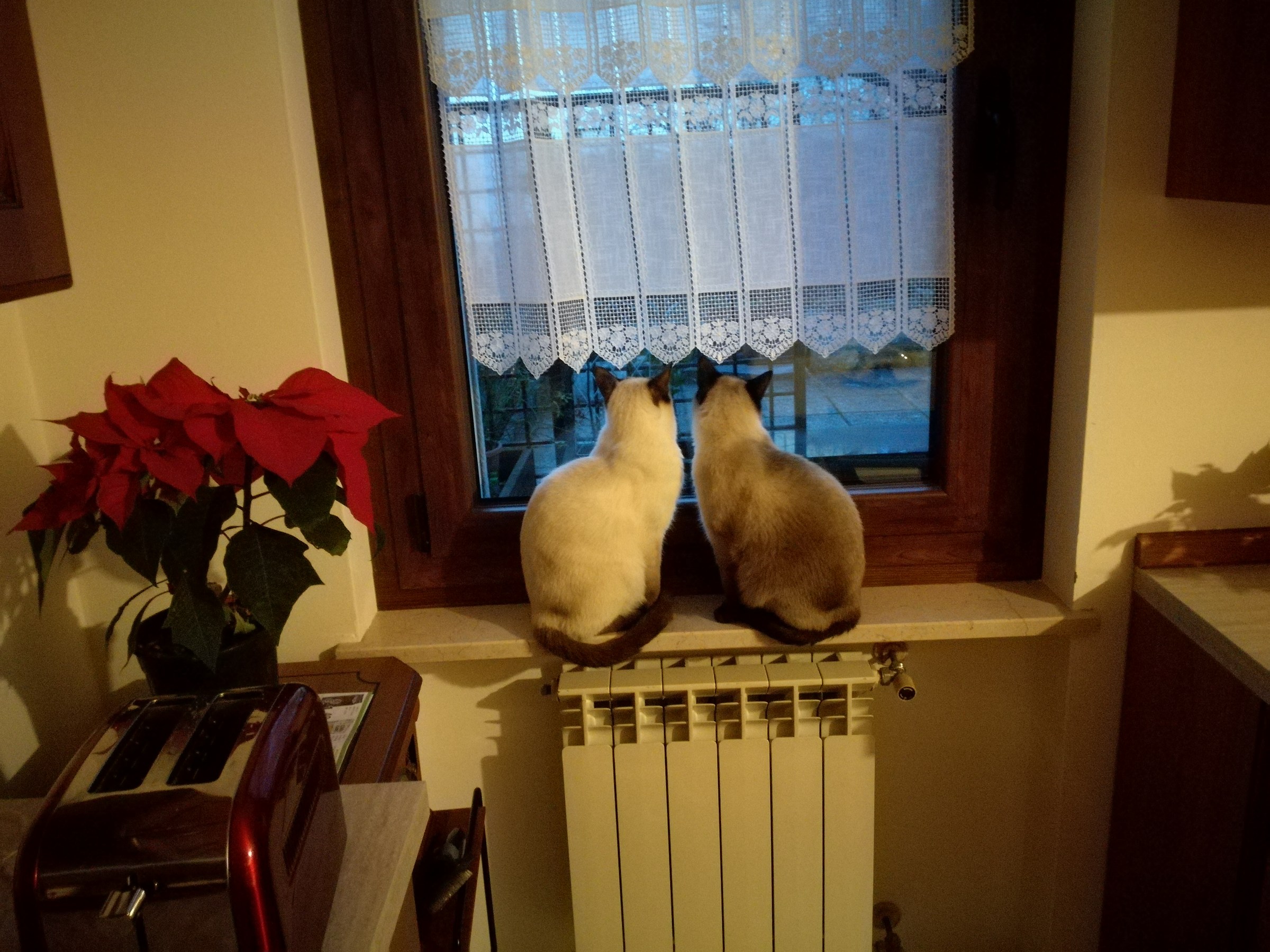 Bimba and Cesare watch