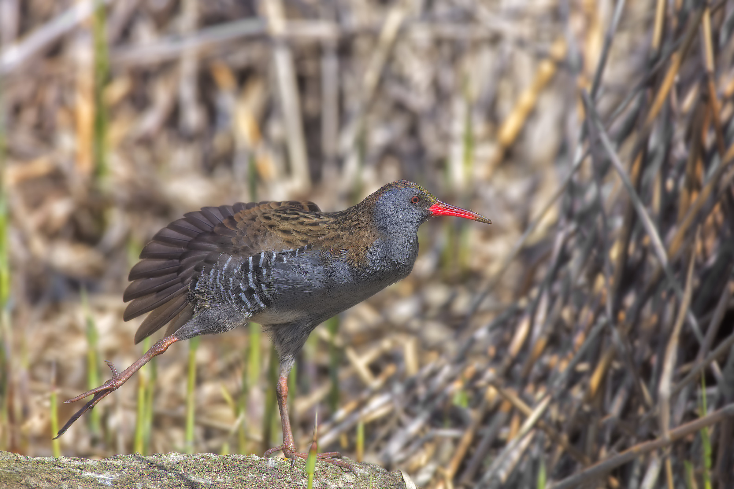Porciglione3 stiracchiamento
