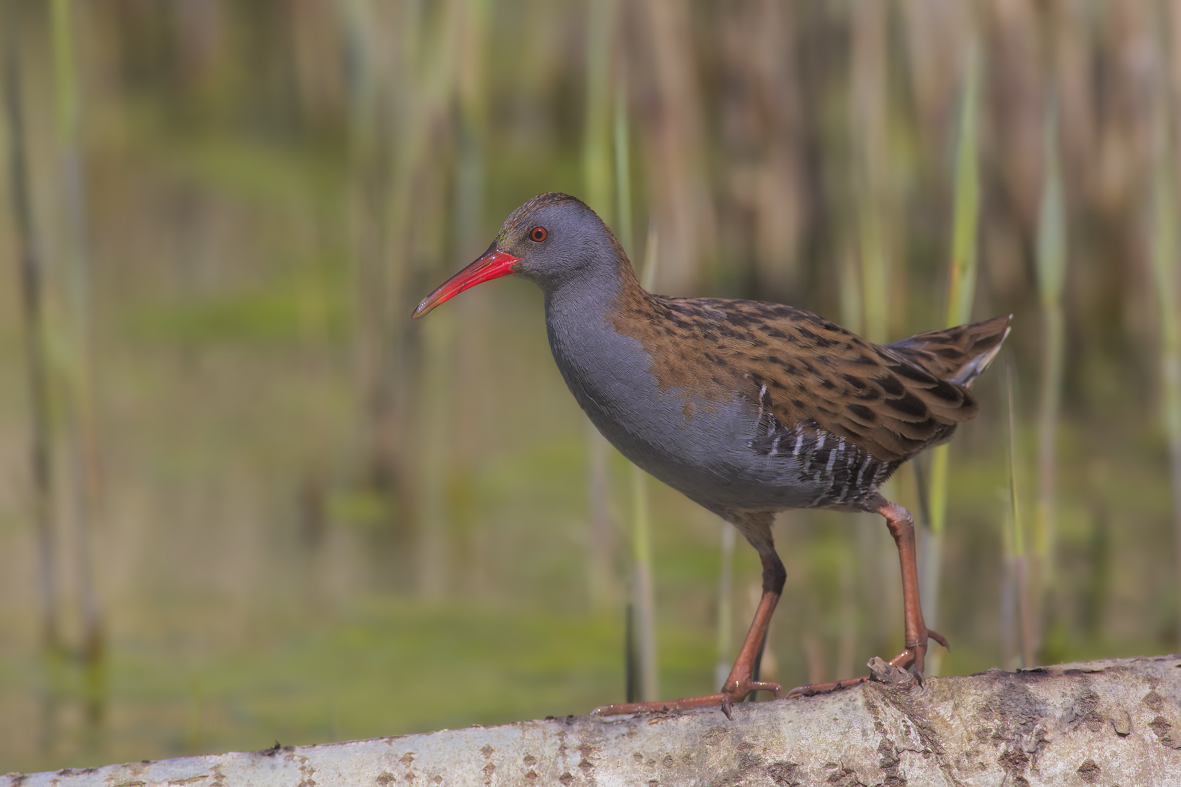 Porciglione4 a passeggio...