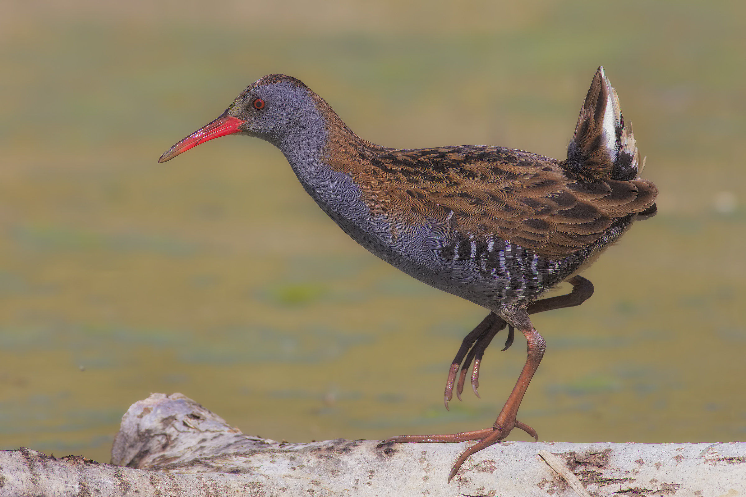 Porciglione5 a passeggio...