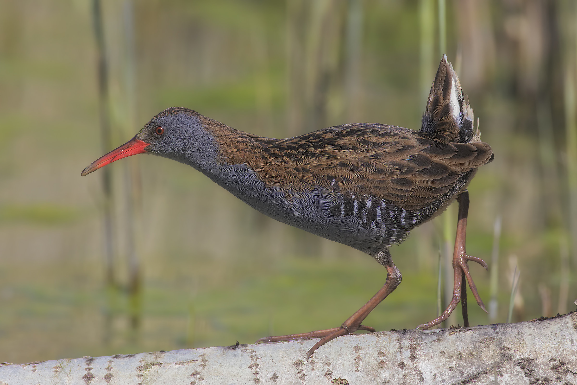 Porciglione6 a passeggio...