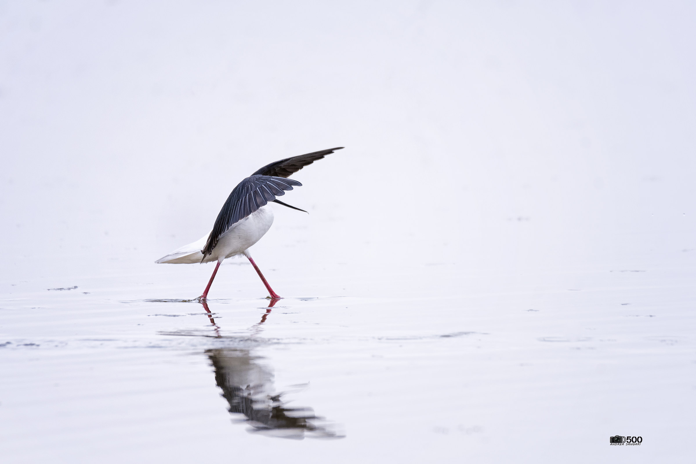 L'ombra del cavaliere