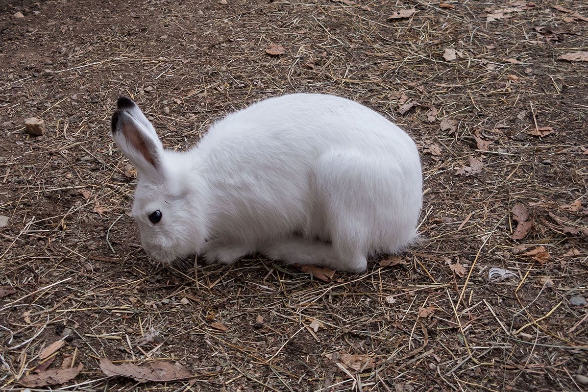 Lepre bianca