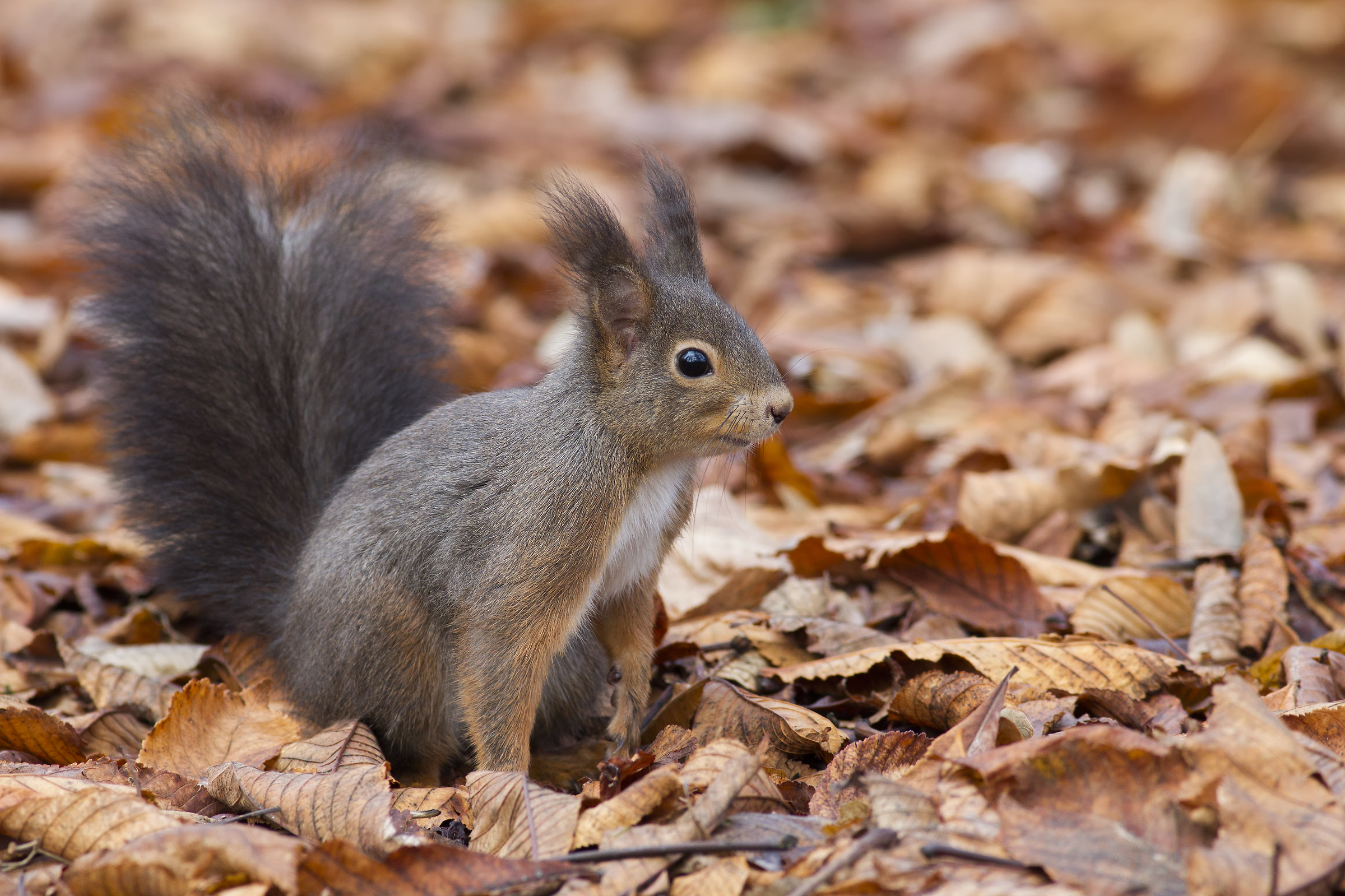 Red Squirrel
