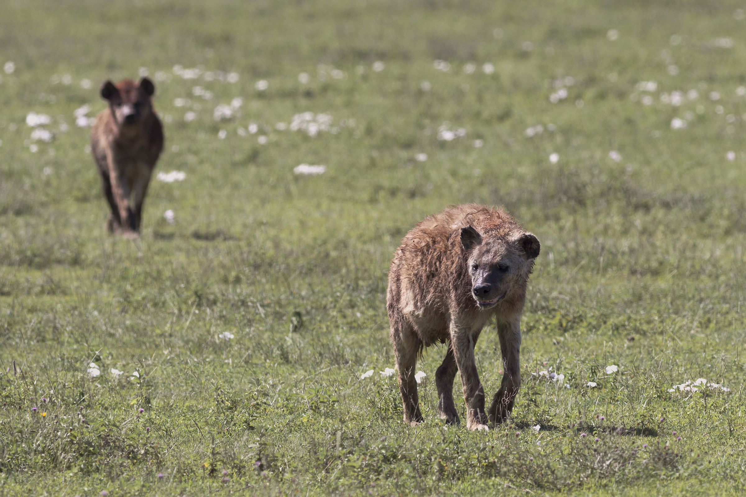 Hyena a little "round"