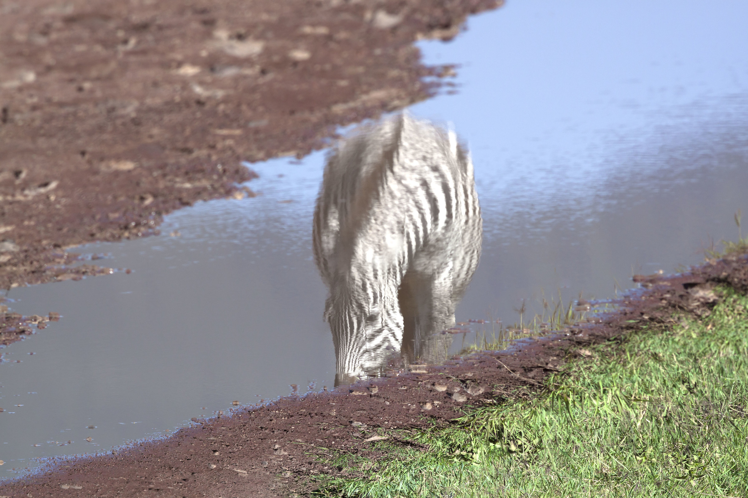 The zebra that is not there
