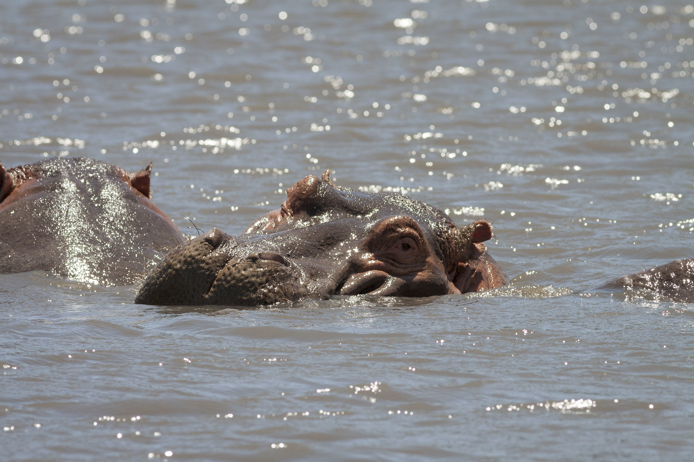 Ippo in the Ngoro Ngoro