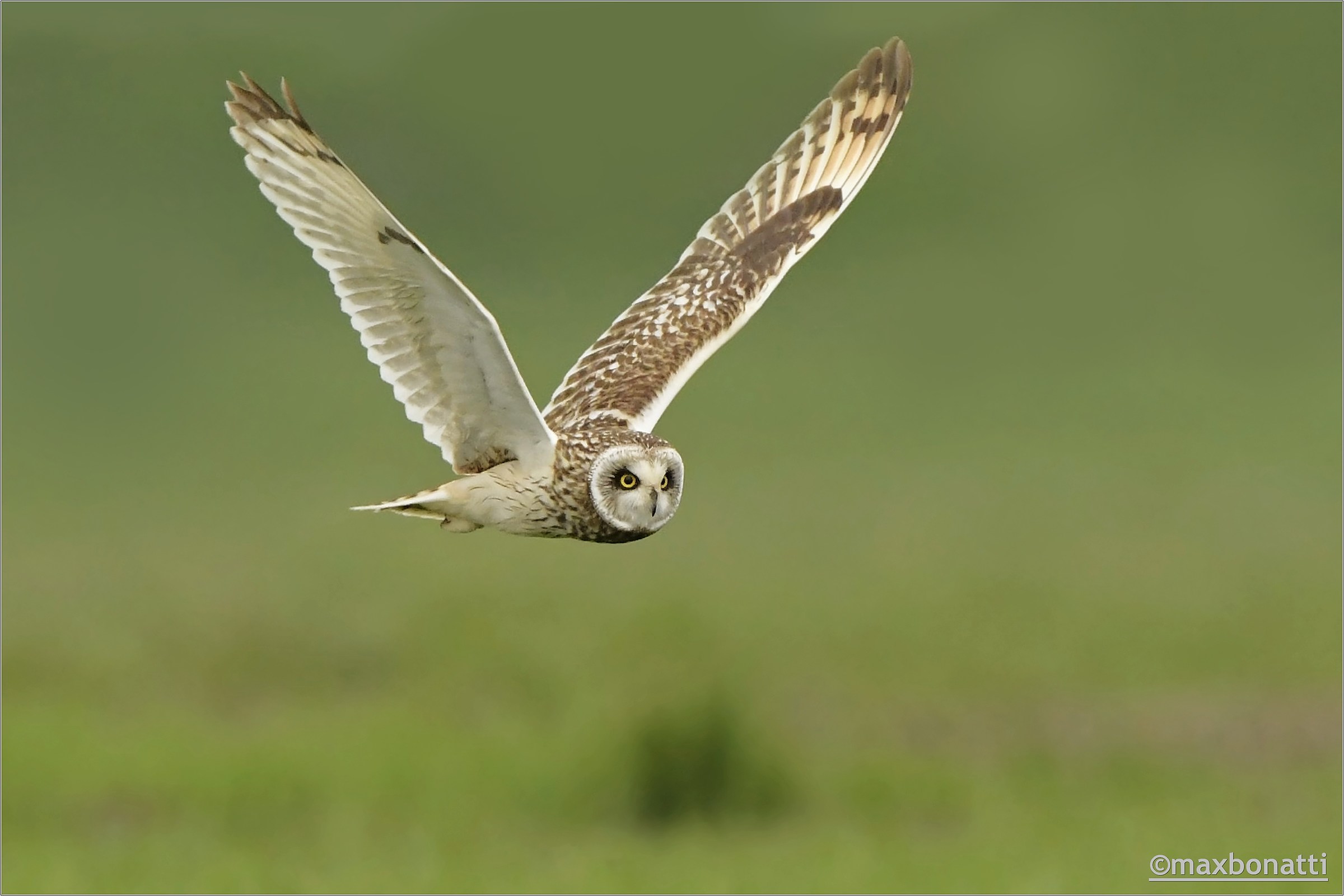 Swamp owl. Po Valley.