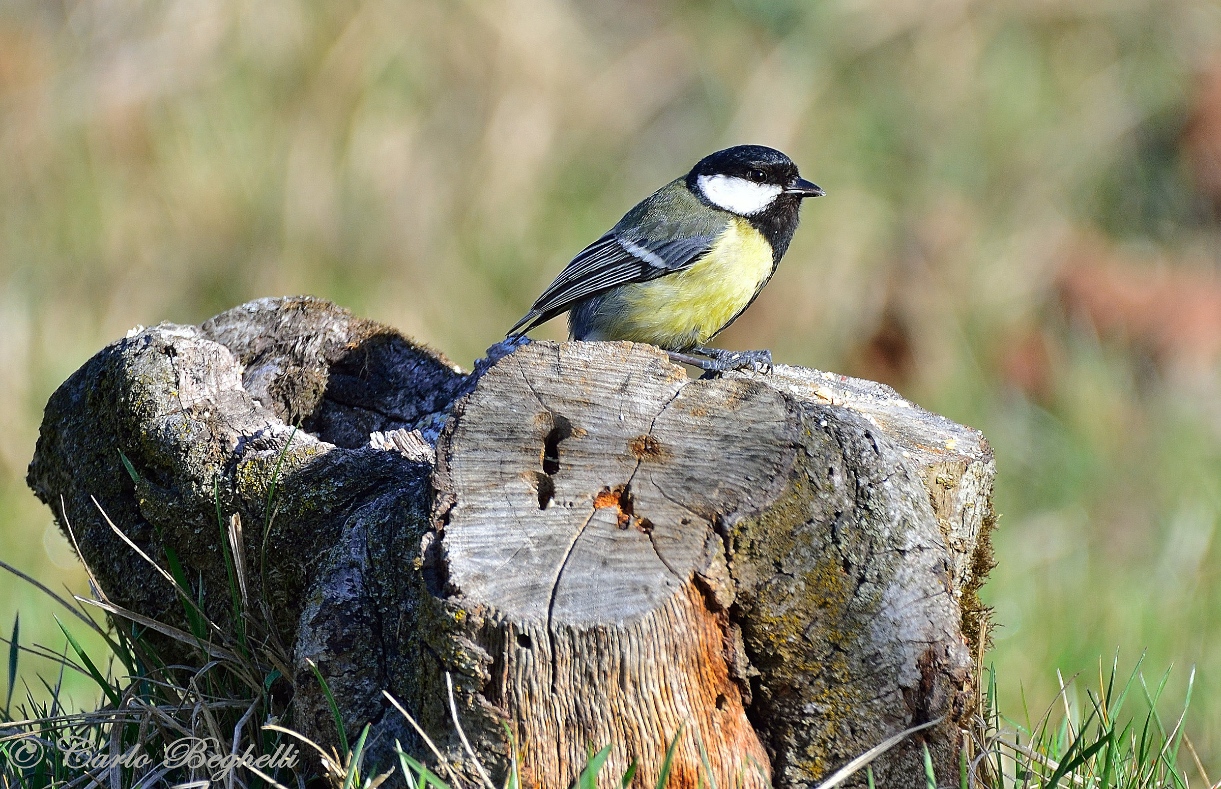 Great Tit