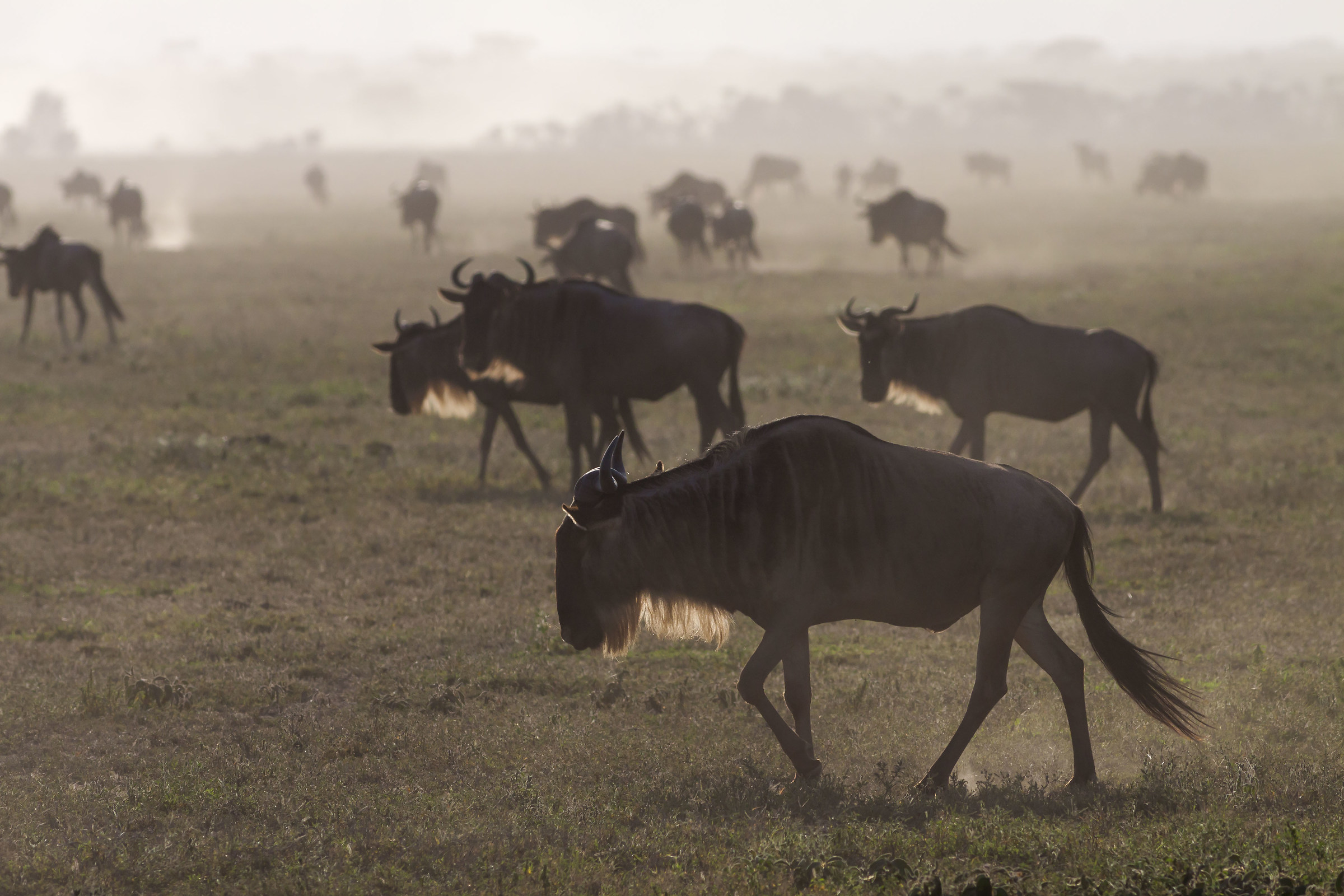 walking towards the sunset