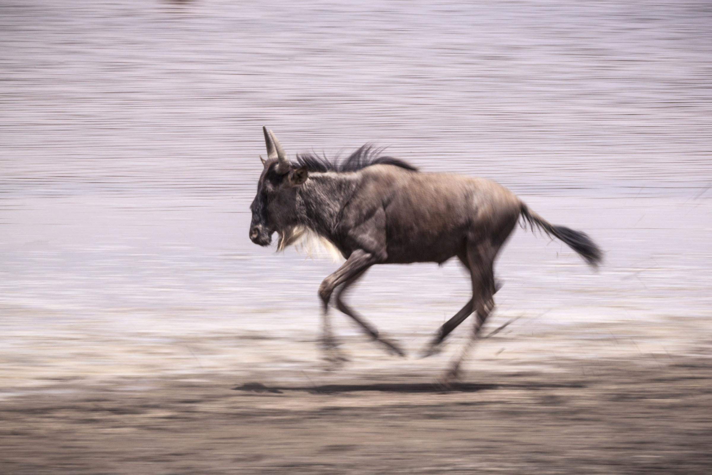 Panning of gnu in the race