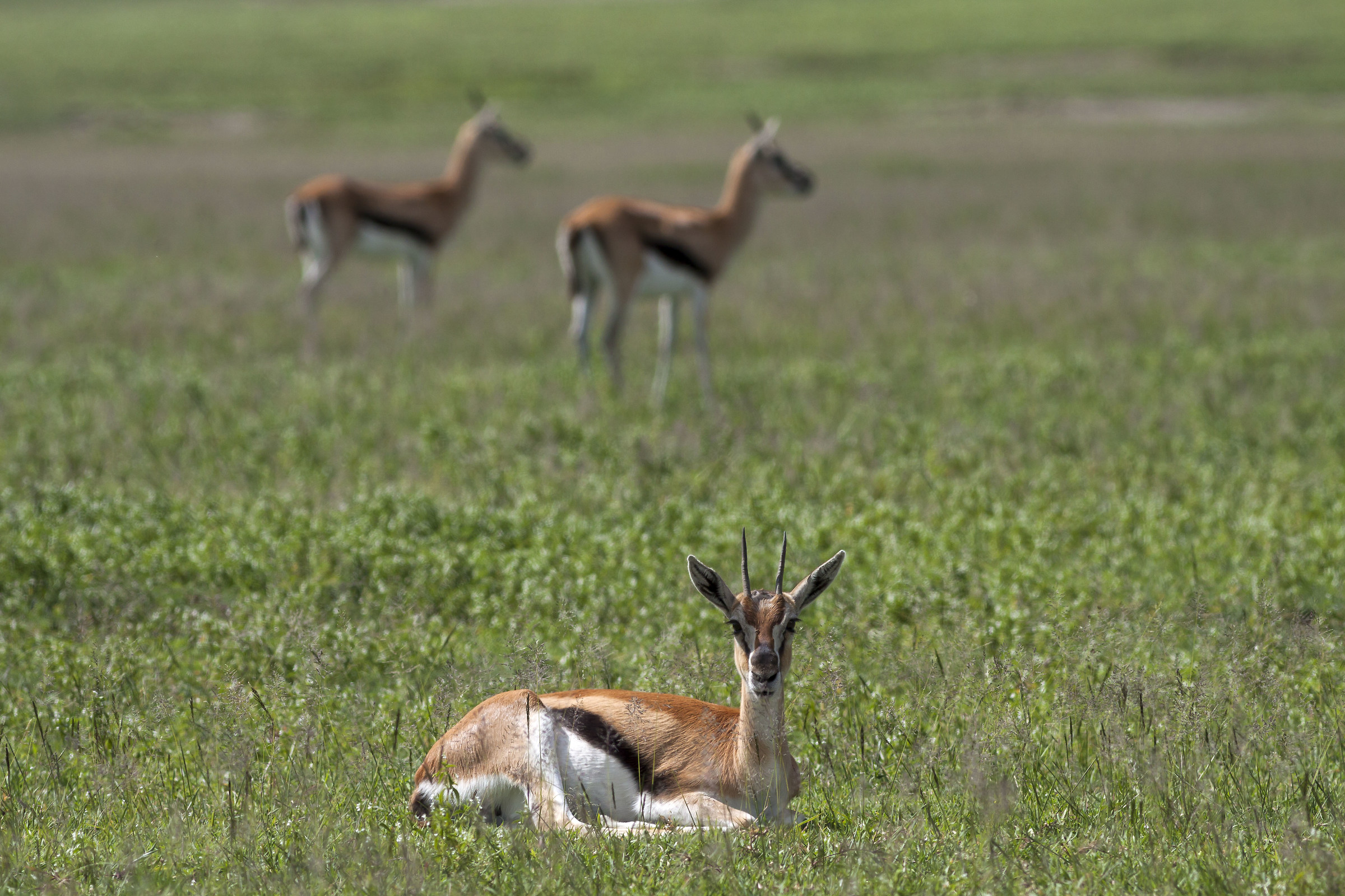 Gazelles Thmoson