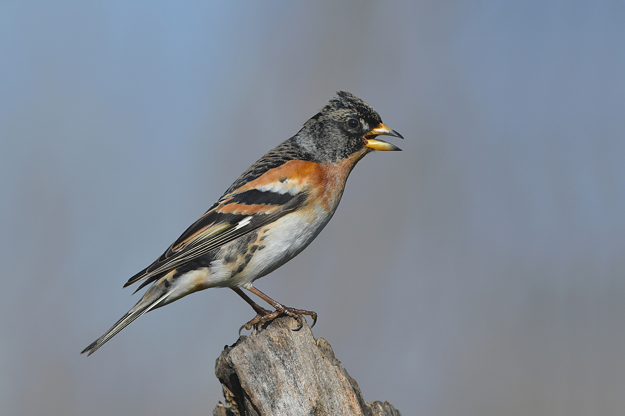 Stories of feathers (Peppola)