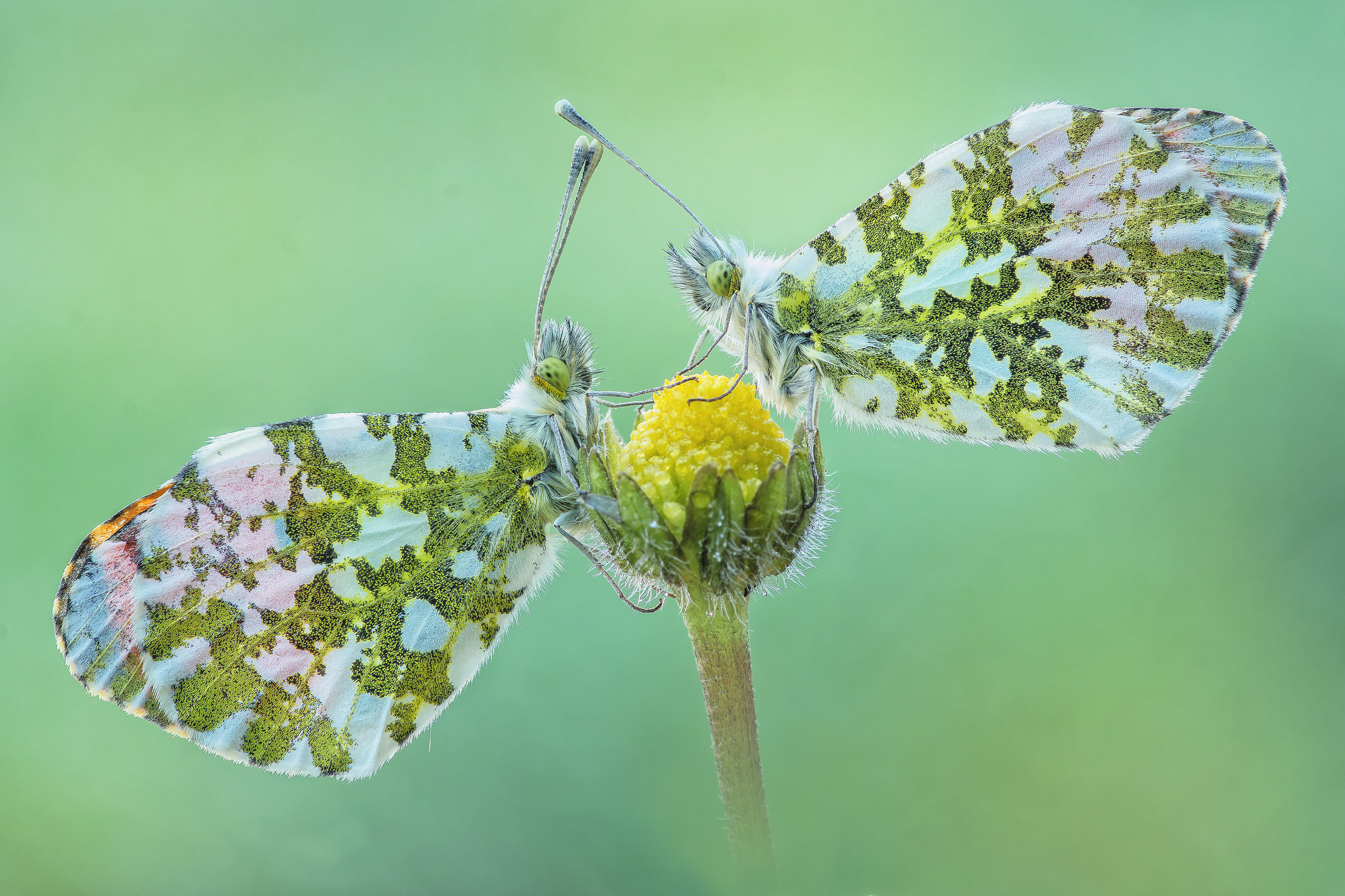 Anthocharis cardamines - #pixelshift