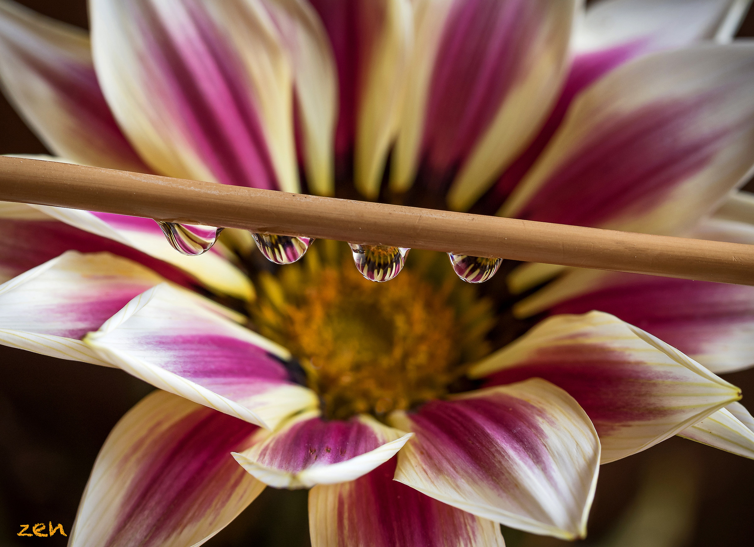 Quattro gocce..four drops