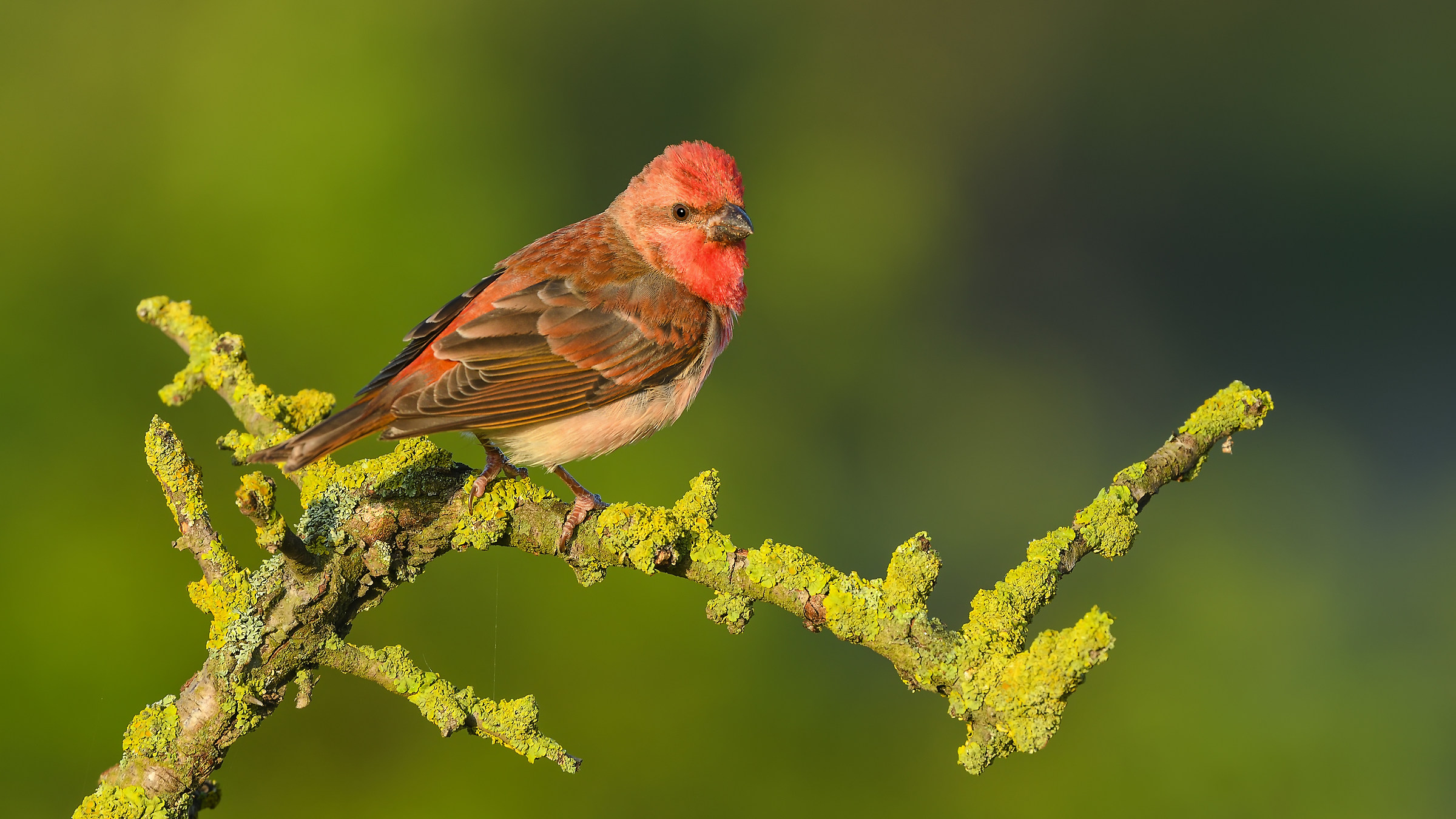 Çütre »Rosefinch comune» Carpodacus ...