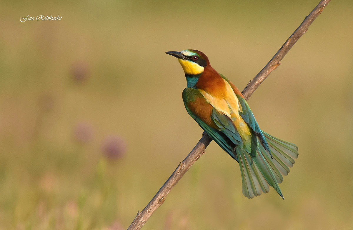 Longing for bee-eaters ...