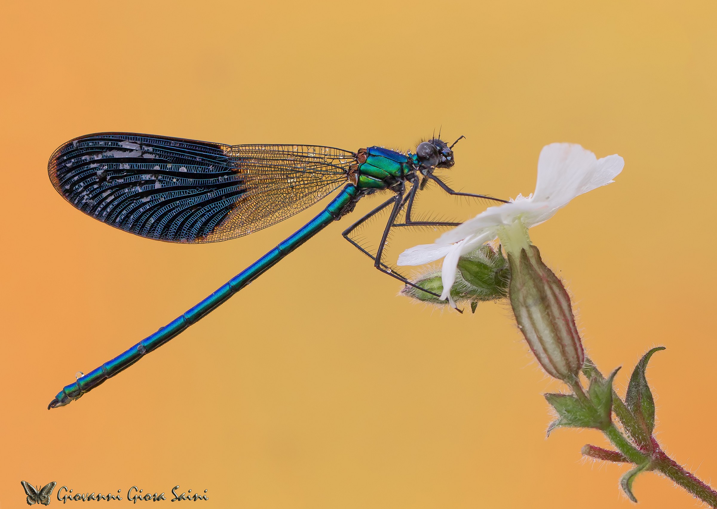 Yet ... un'altra Splendens!