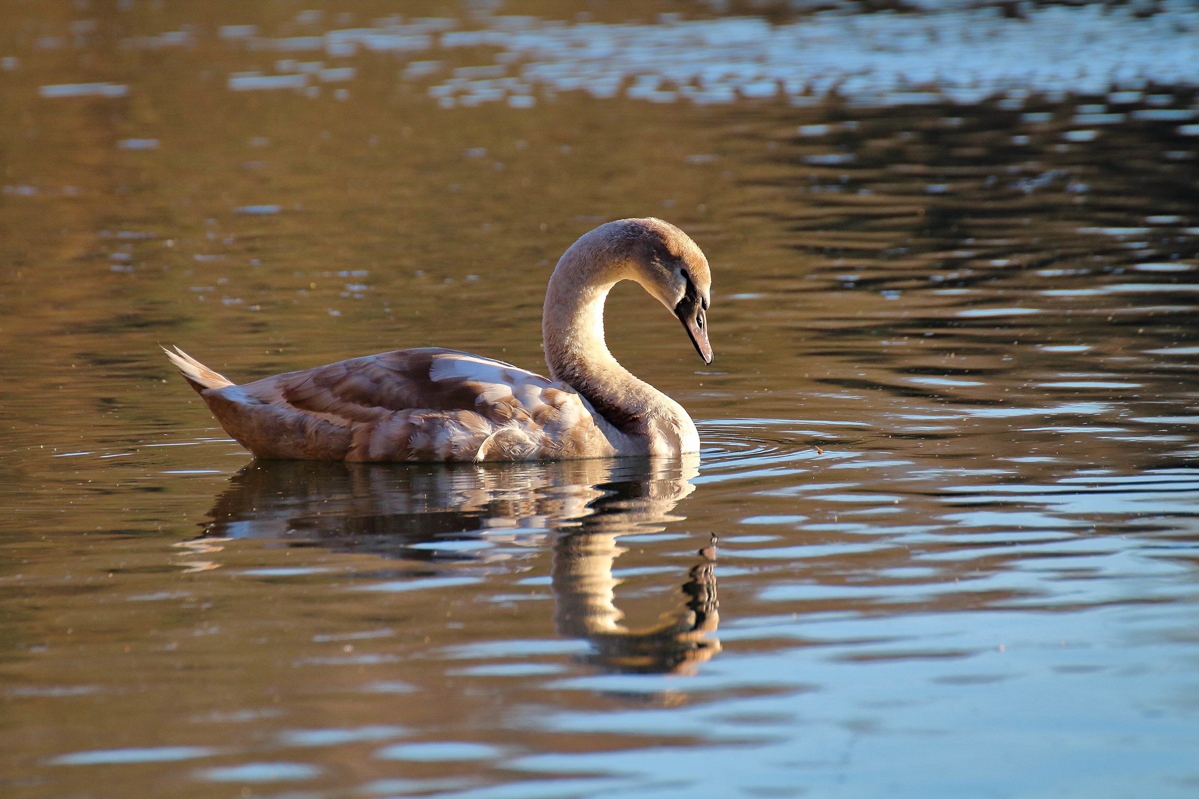Young swan