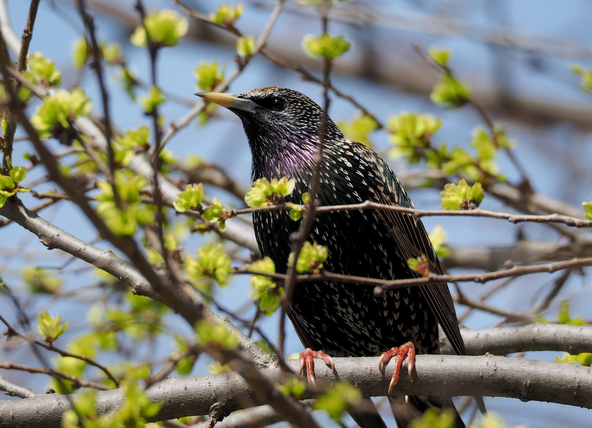 Spring starling