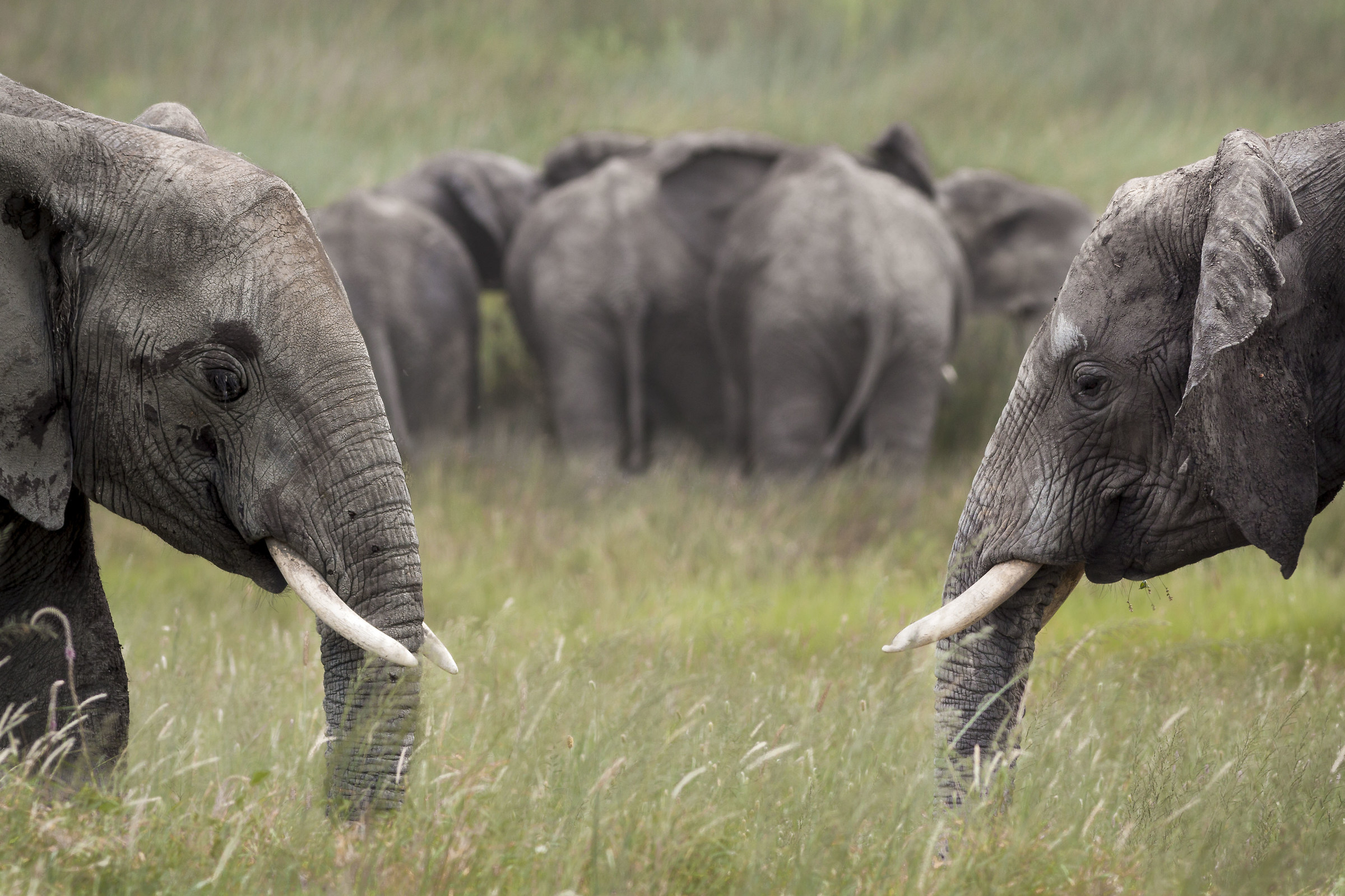 Elephants: the Serengeti gate