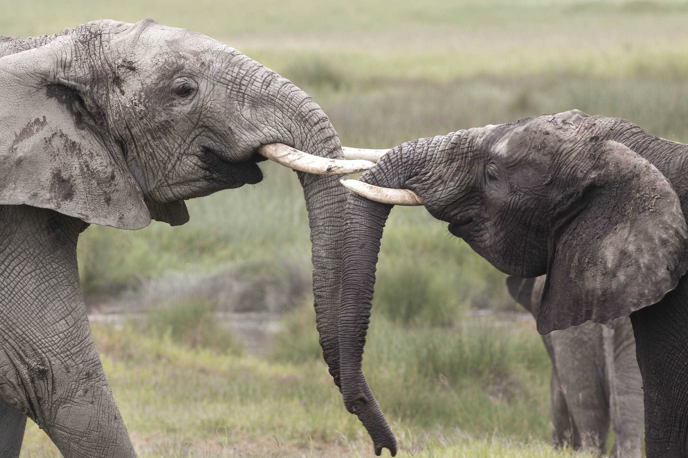 Schermaglie tra giganti
