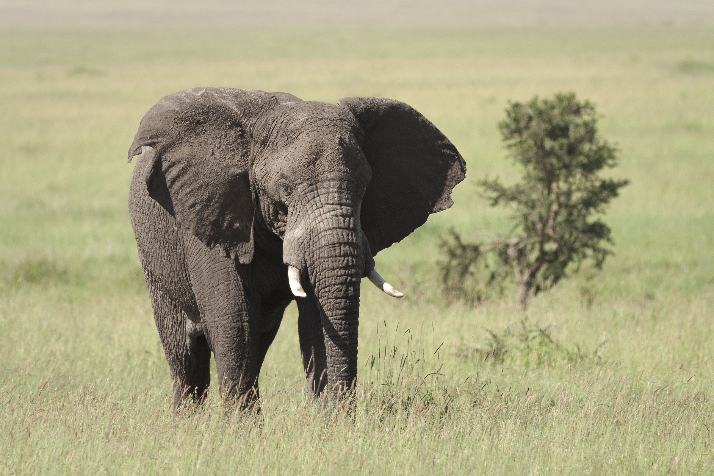 Grande maschio solitario