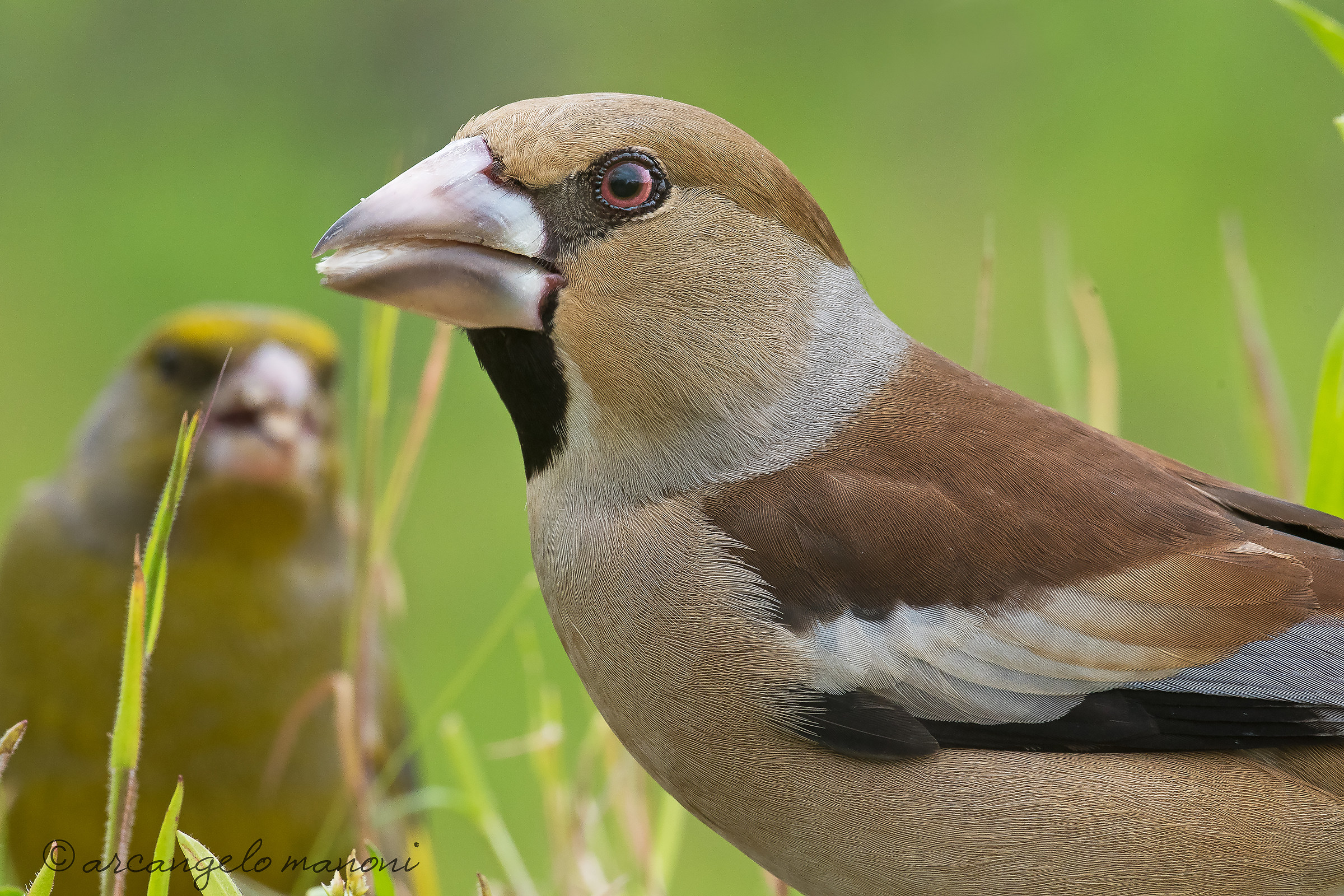 Close up at the Hawfinch