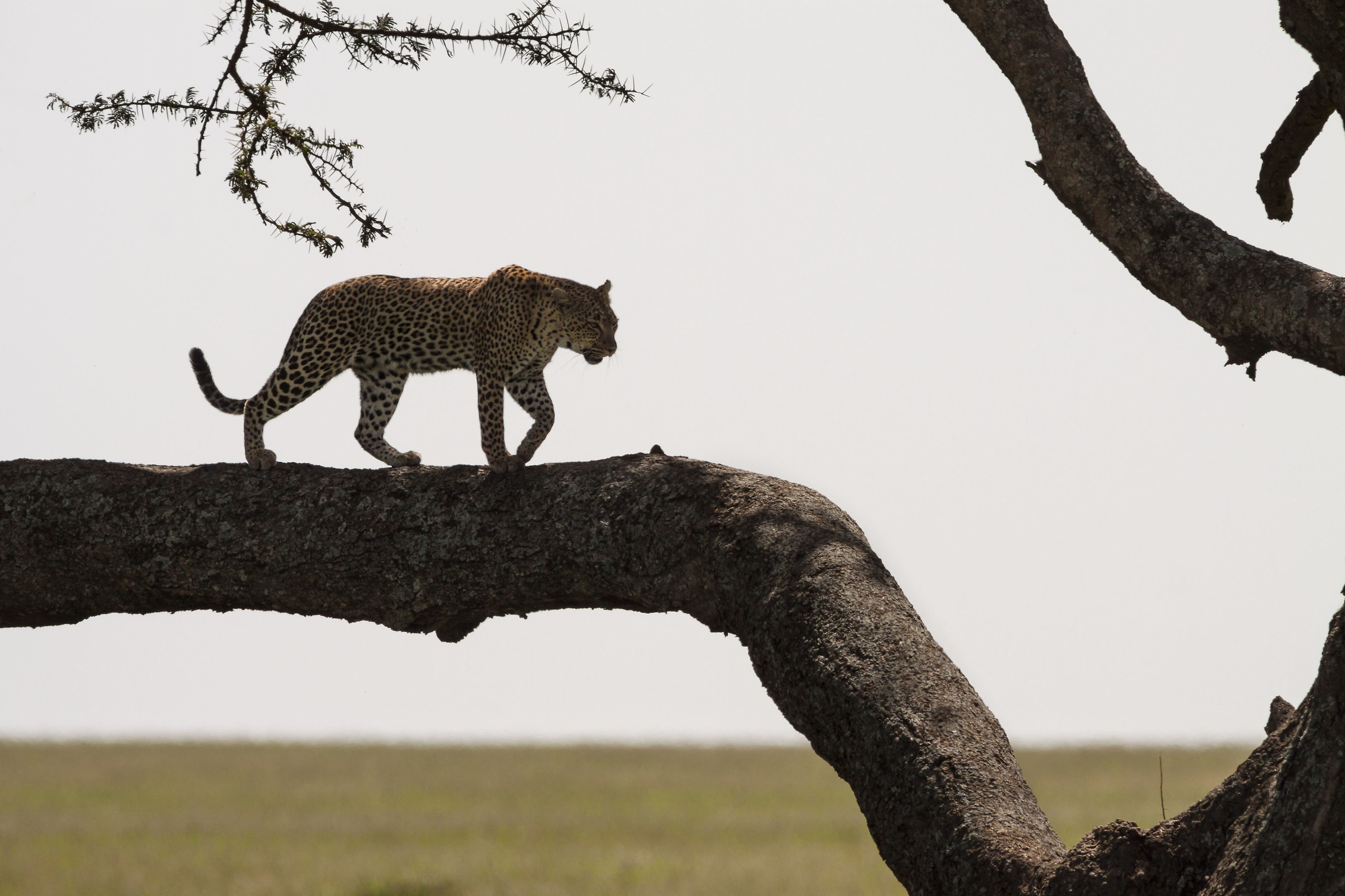 Leopardo su un albero di acacia