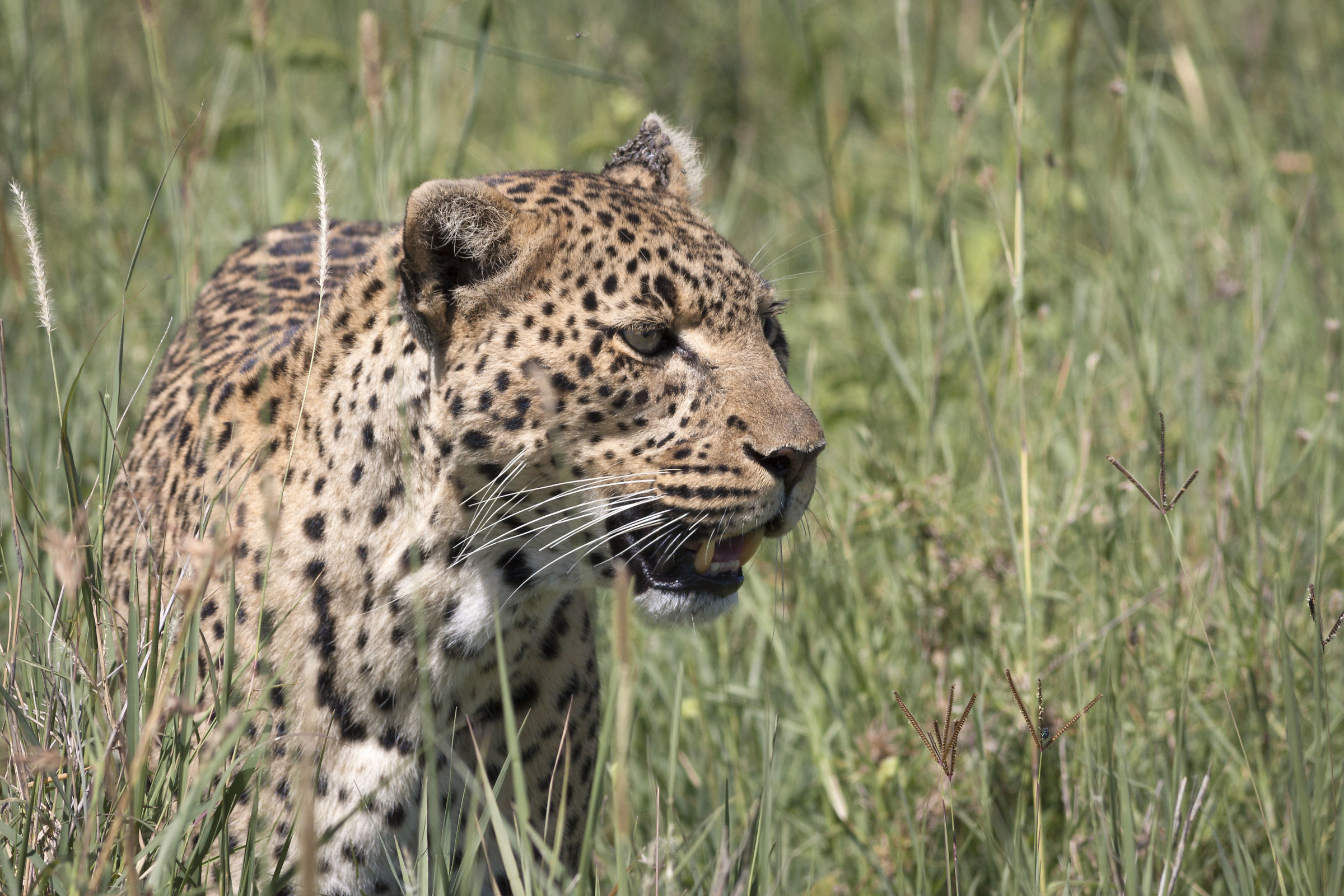 A tu per tu con il leopardo