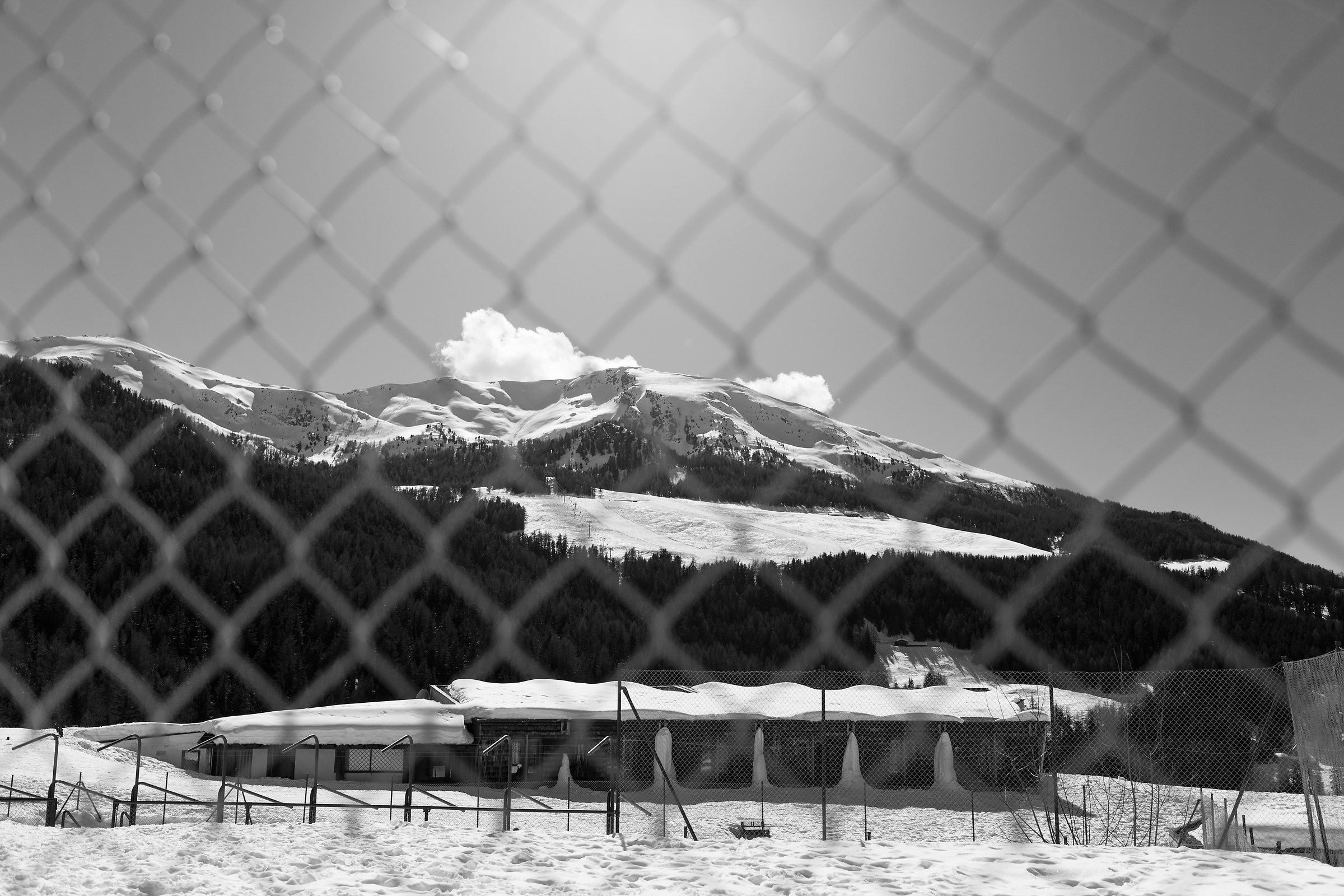 admiring from the cage