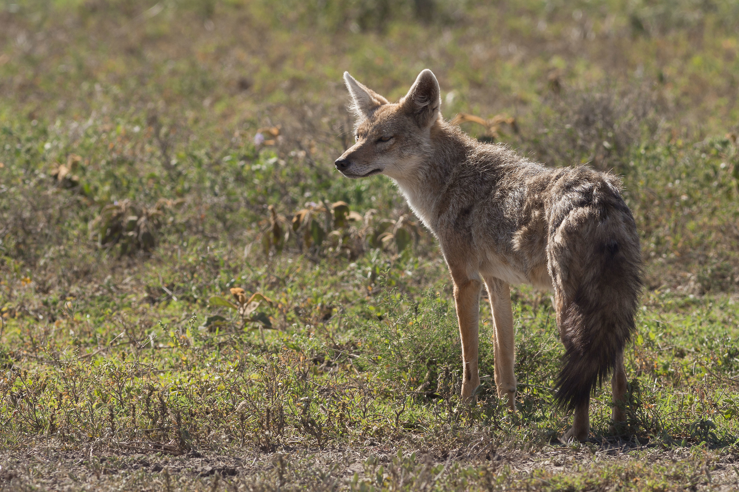Golden Jackal in the Ngoro Ngoro Crater