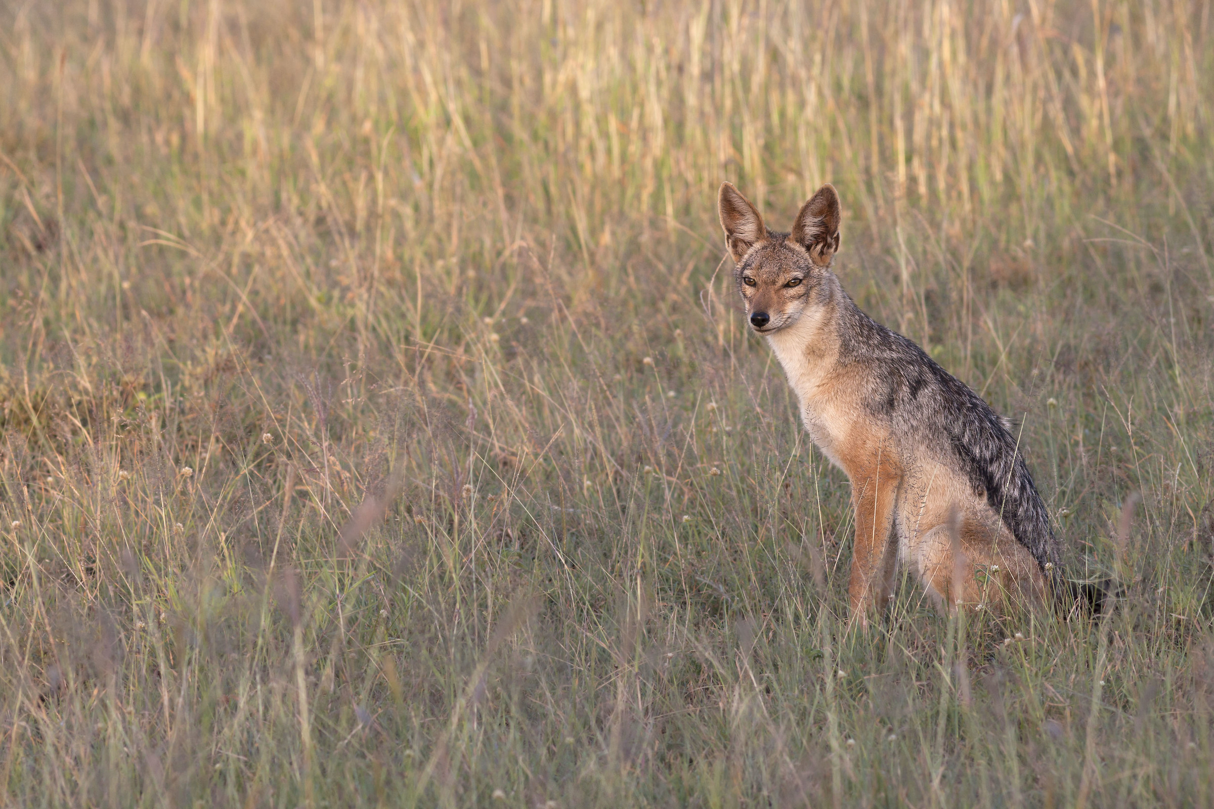 Golden Jackal in the light of dawn
