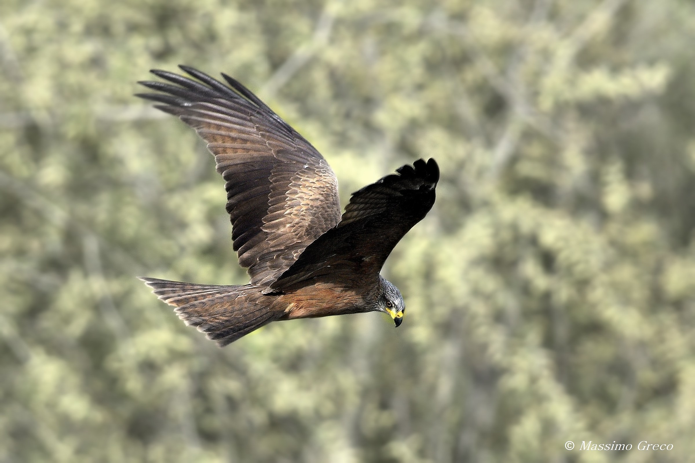 Black kite (Milvus migrans)