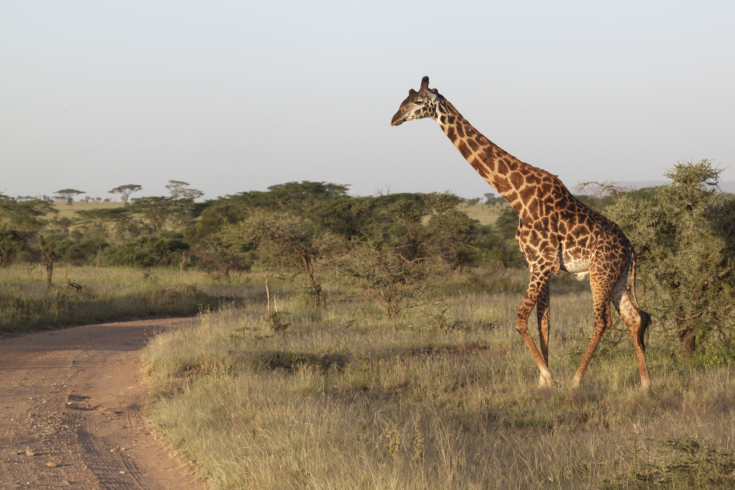 Giraffa nella luce dell'alba