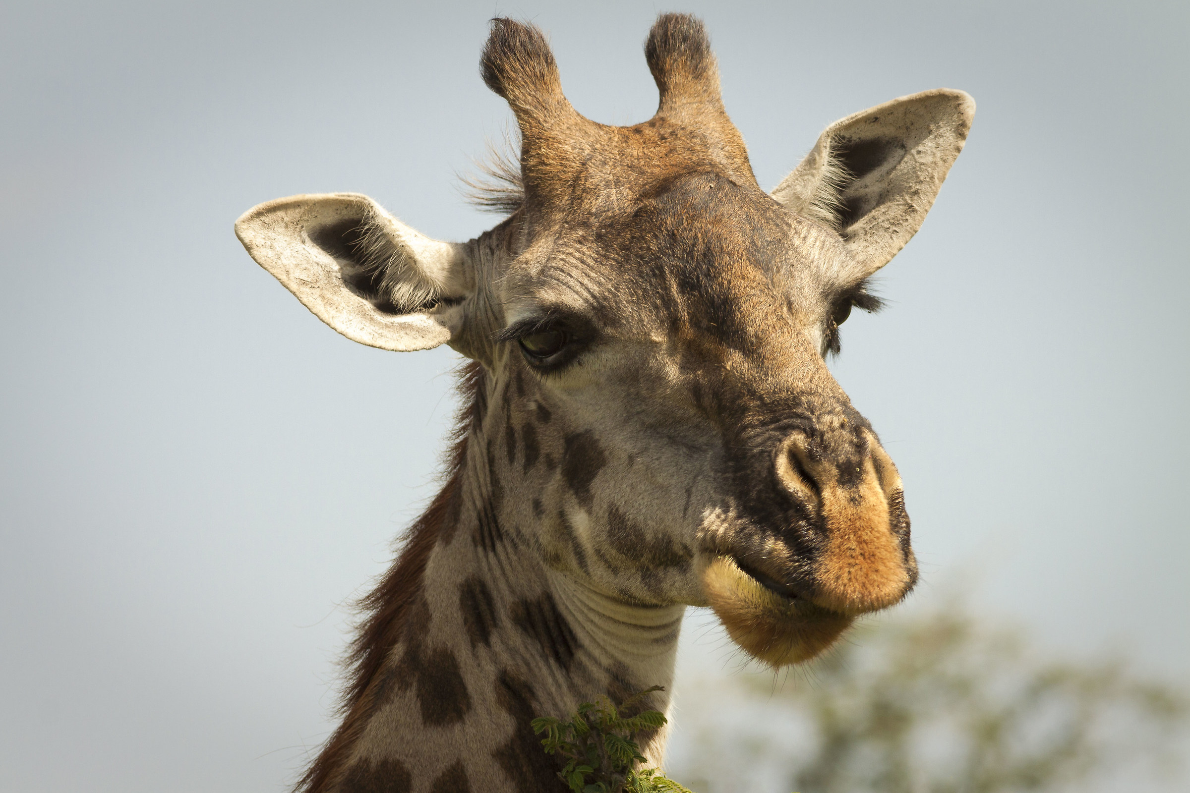 Giraffa in primo piano