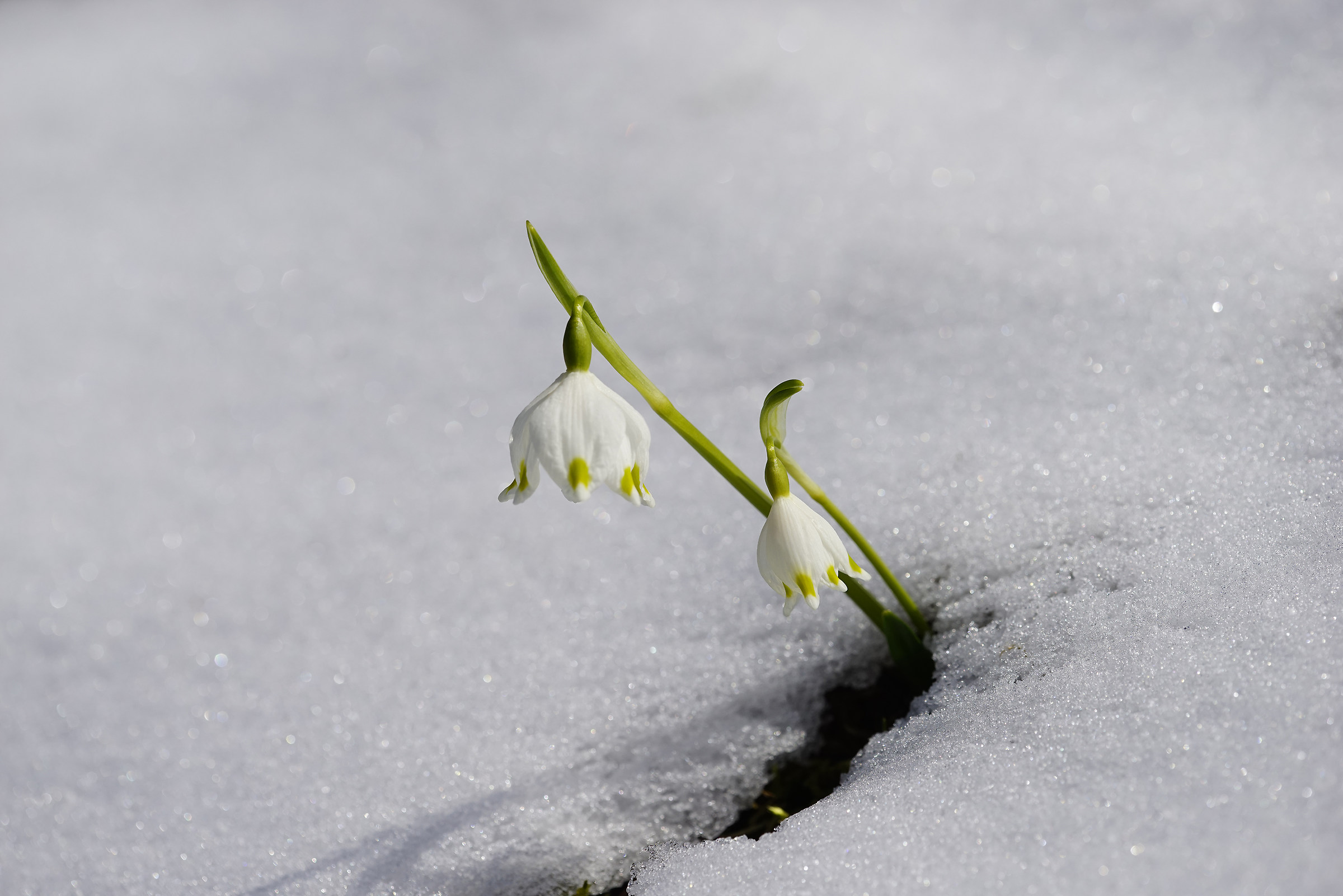 Primi fiori di primavera