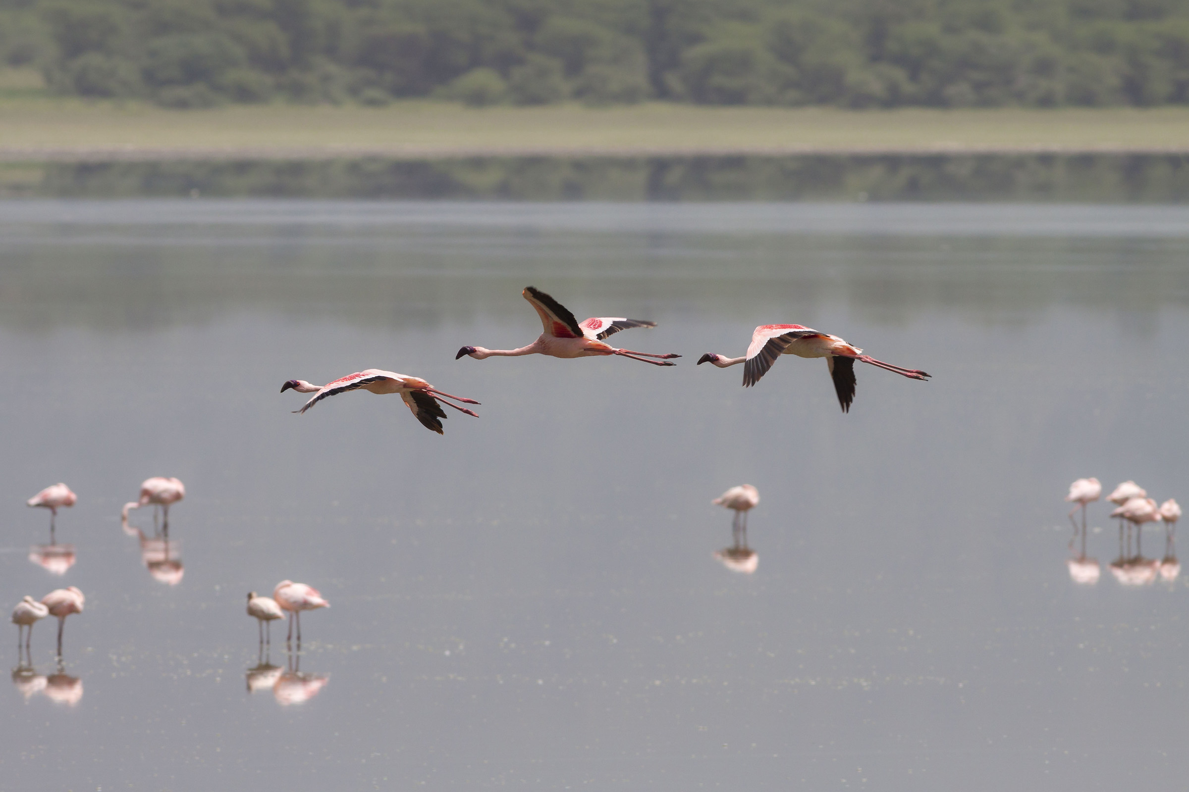 Fenicotteri in volo sul lago Manyara