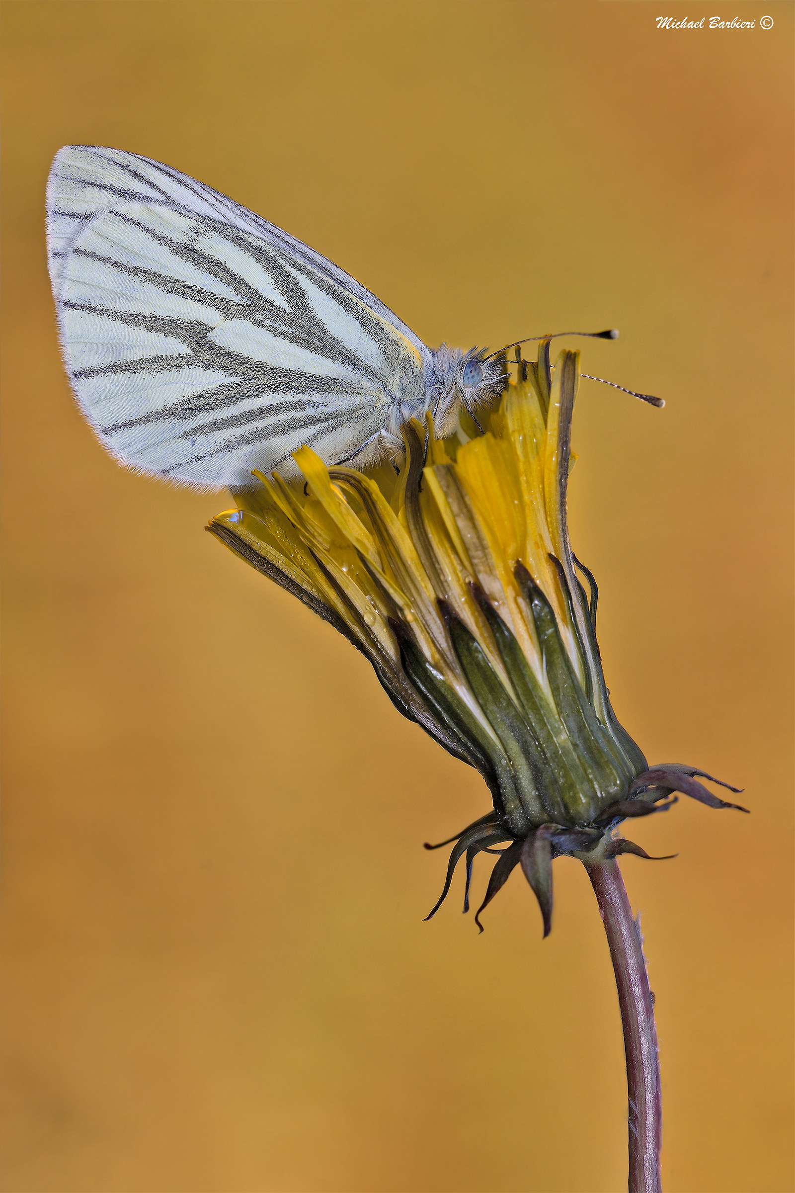 Pieris napi su tarassaco