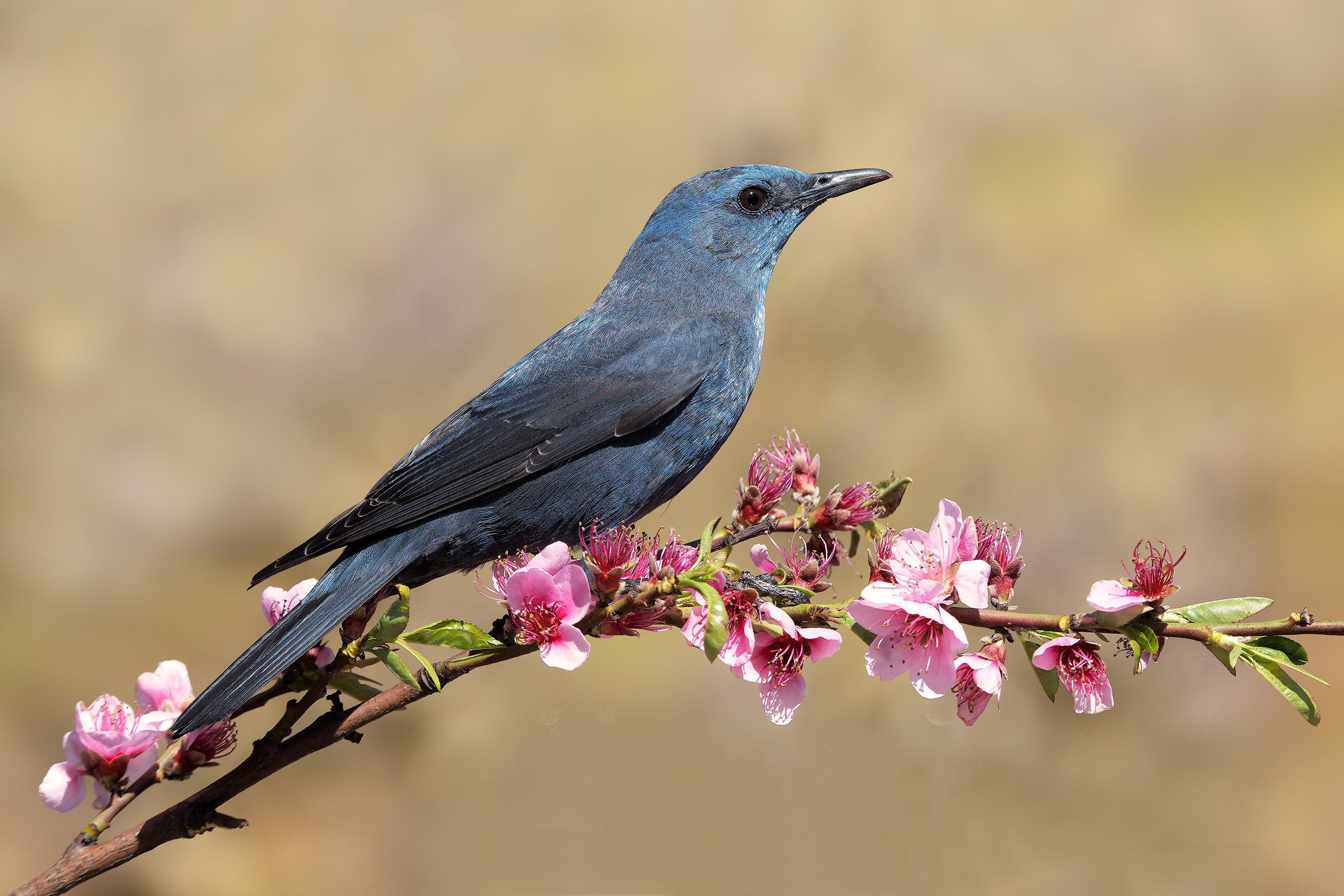 Fiori rosa fiori di pesco ...