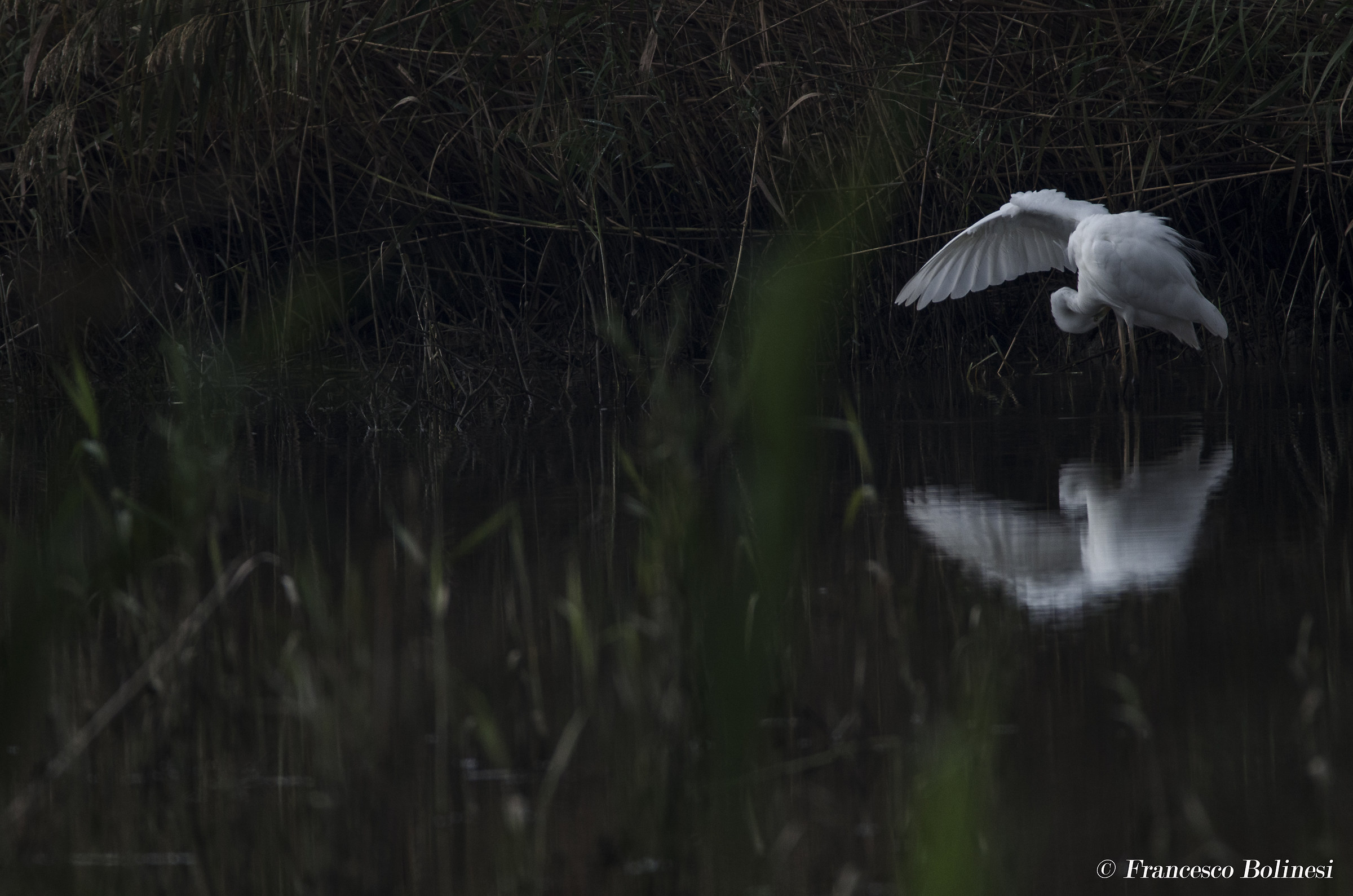 Awakening of the Great White Egret at dawn