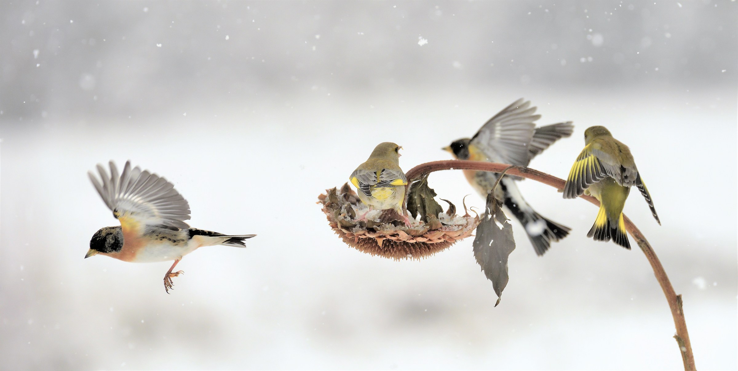 peppole against verdons