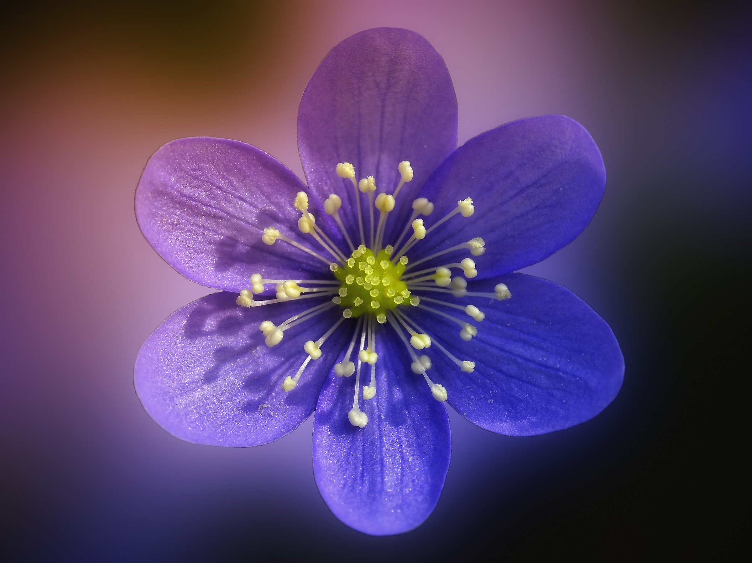 Hepatica nobilis