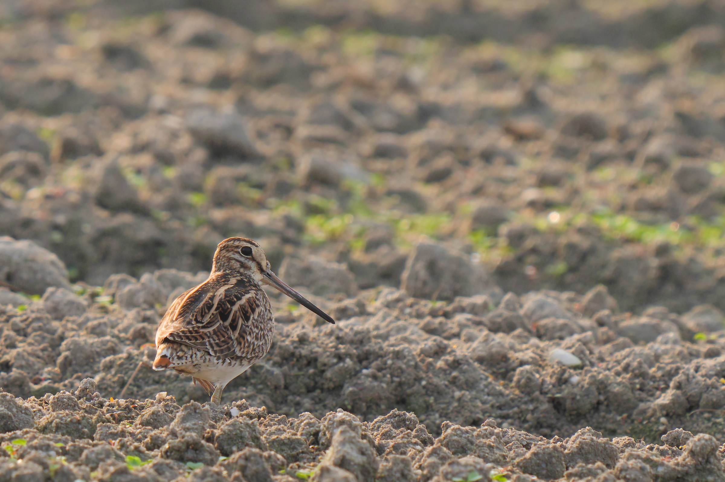 A snipe in morning walk