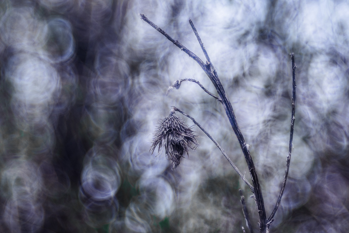 The dark side of the wood