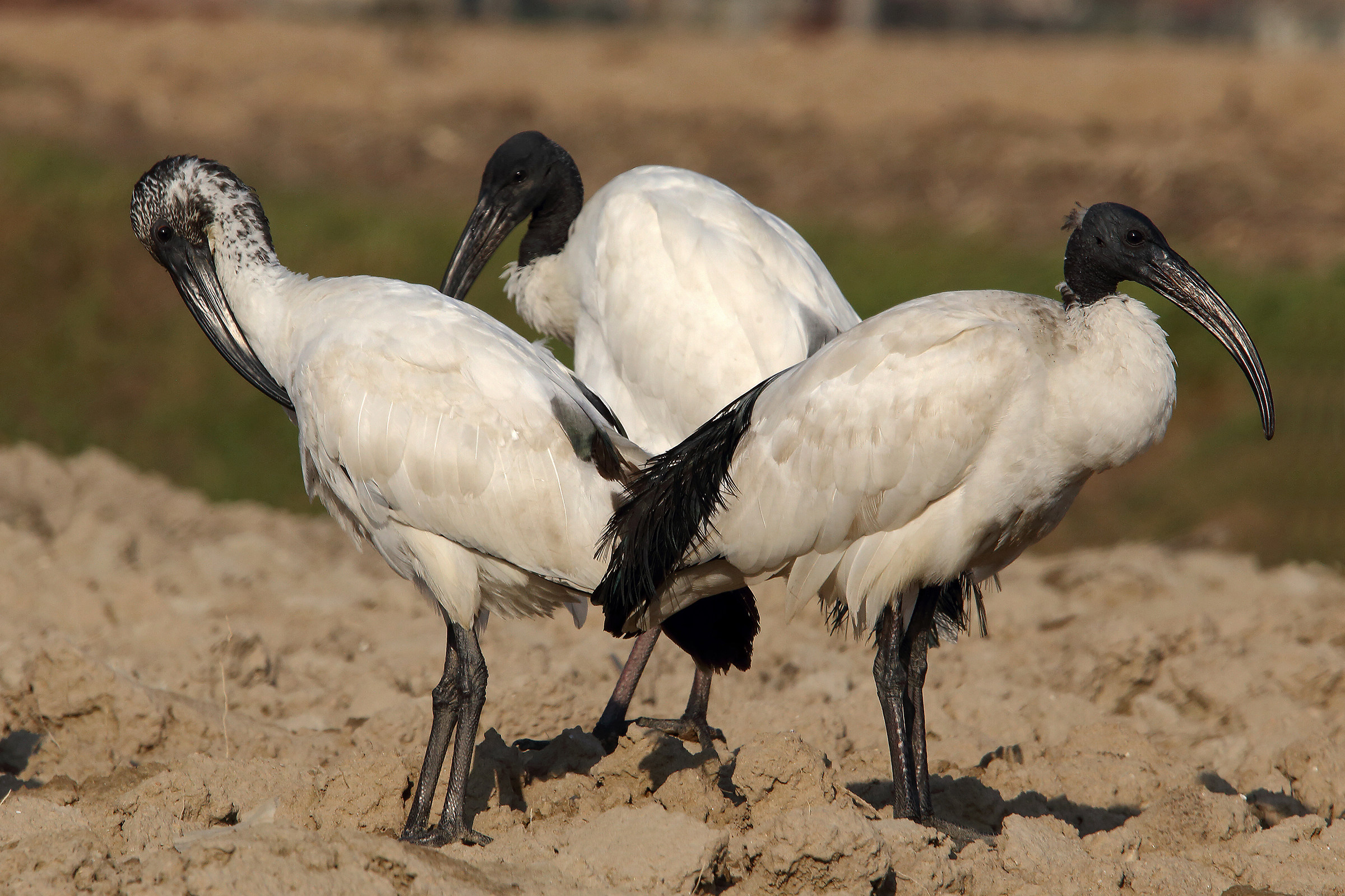 Ibis sacro - Threskiornis aethiopicus