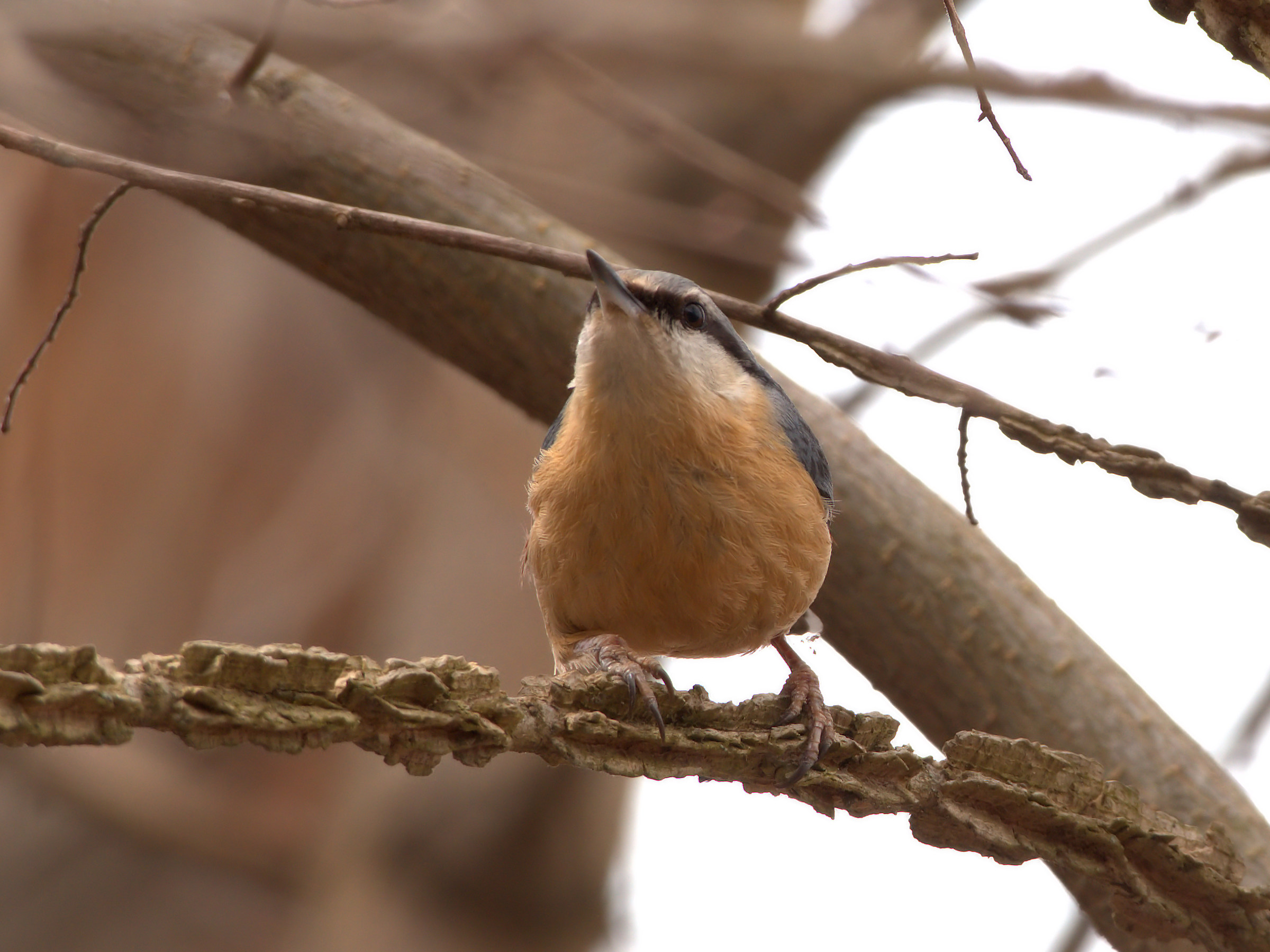 Nuthatch
